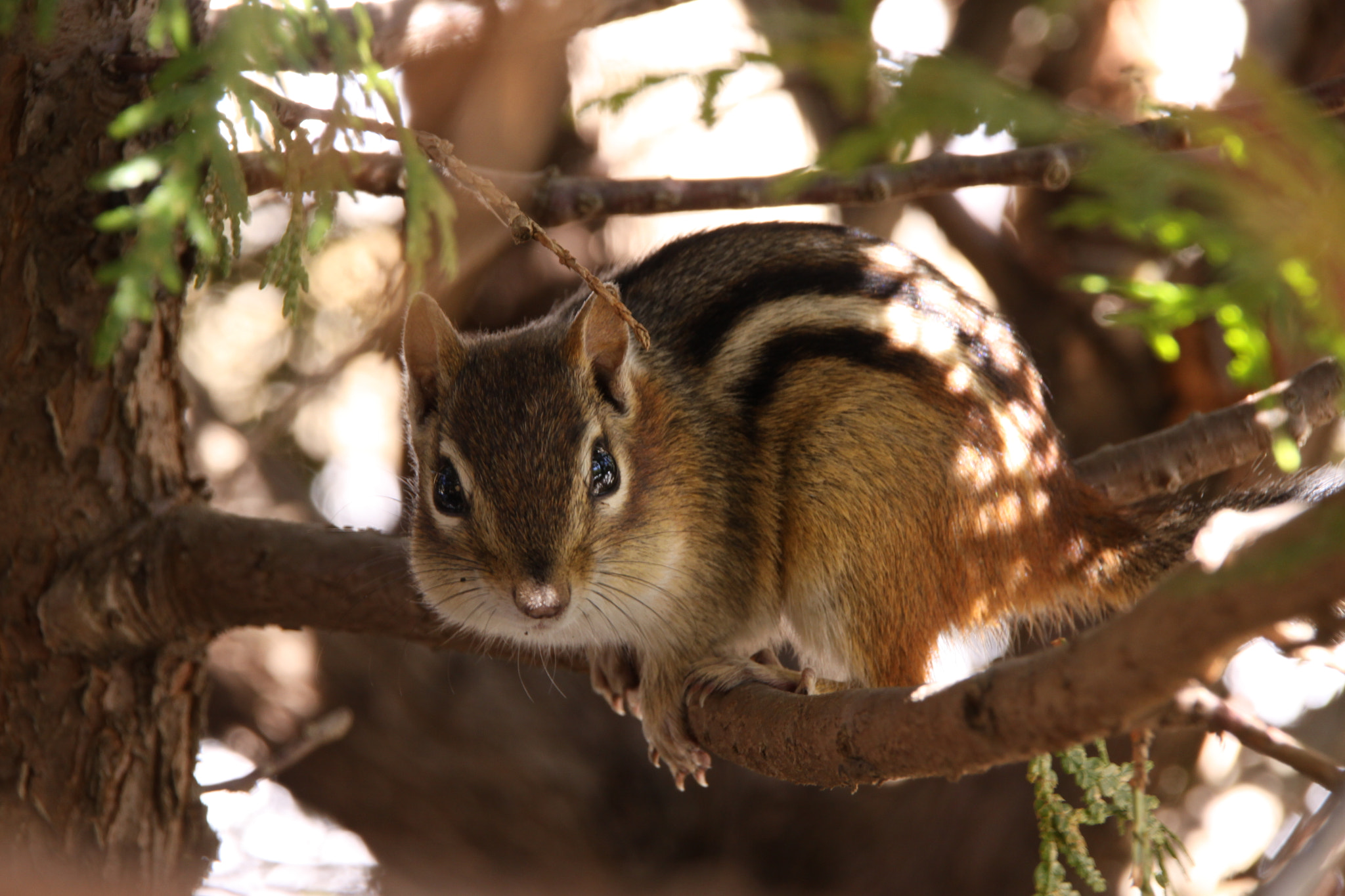 Sigma 18-250mm F3.5-6.3 DC OS HSM sample photo. Hiding chipmunk photography