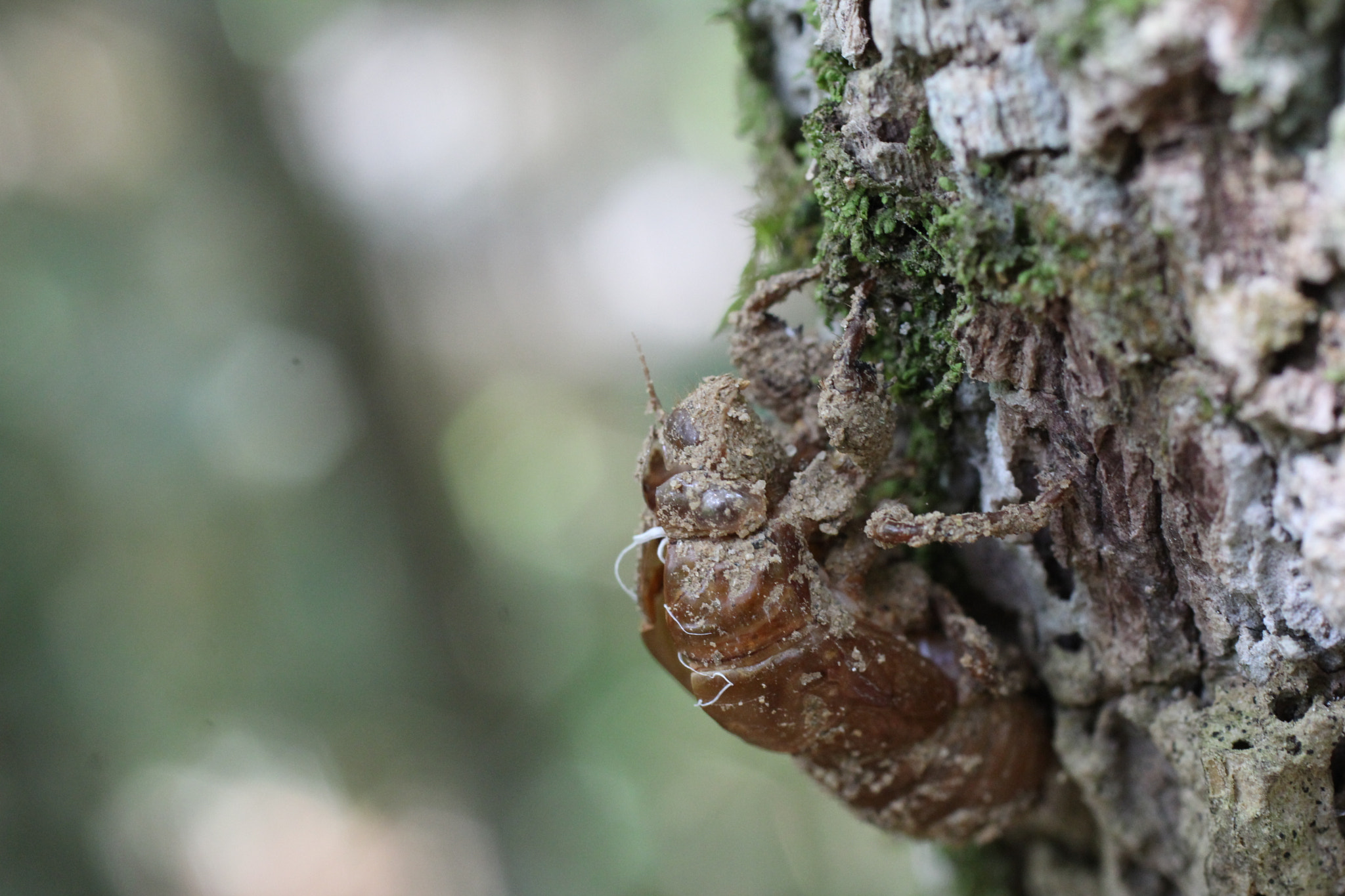 Canon EF 50mm F2.5 Macro sample photo. Casa abandonada photography