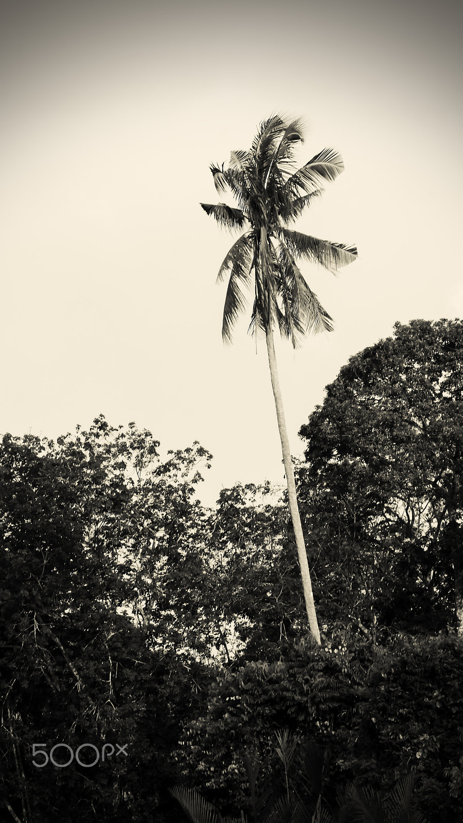 Sony DT 55-300mm F4.5-5.6 SAM sample photo. Pulau tiga / klias river photography