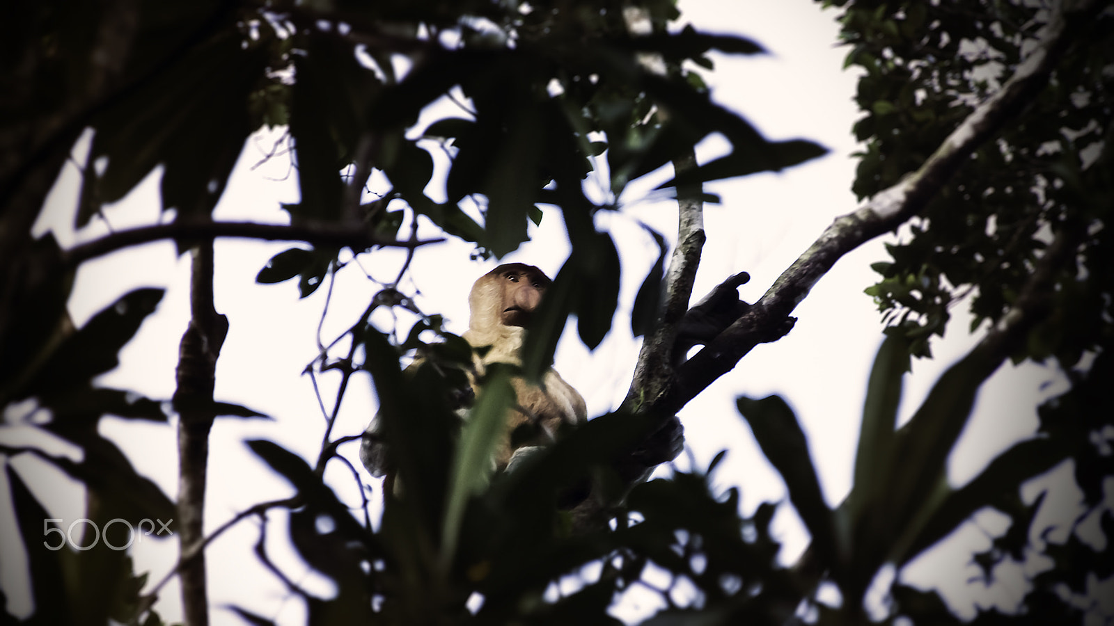 Sony DT 55-300mm F4.5-5.6 SAM sample photo. Pulau tiga / klias river photography