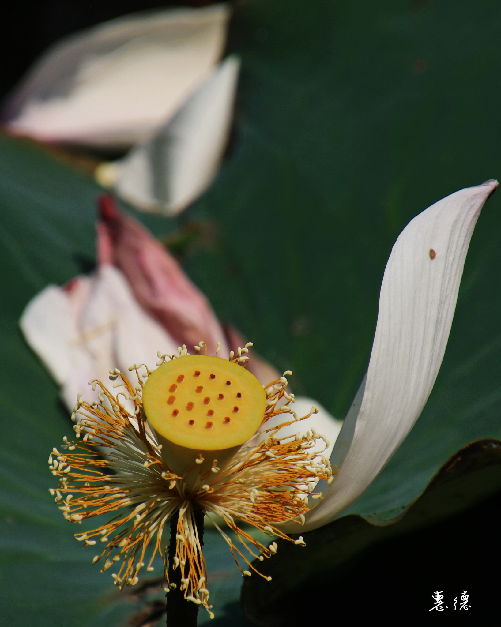 Canon EOS 760D (EOS Rebel T6s / EOS 8000D) sample photo. 459.jpg photography