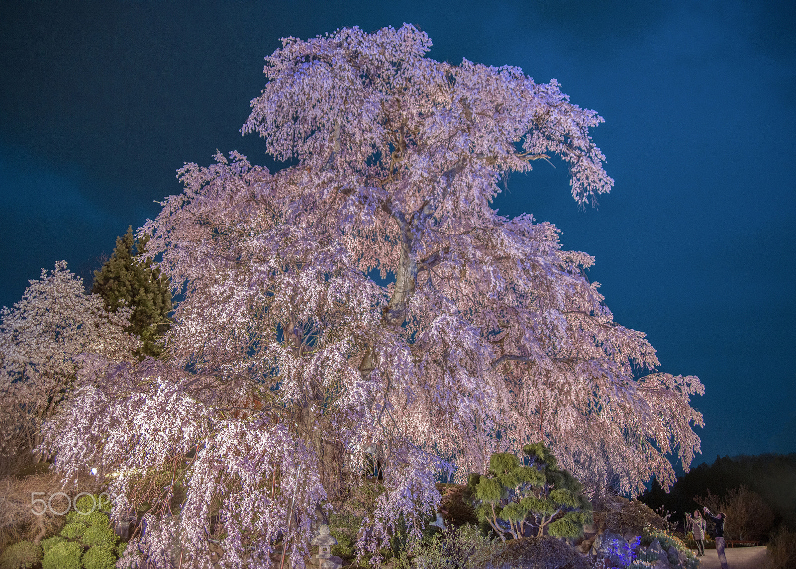 Nikon D800E sample photo. 300 years of beauty photography