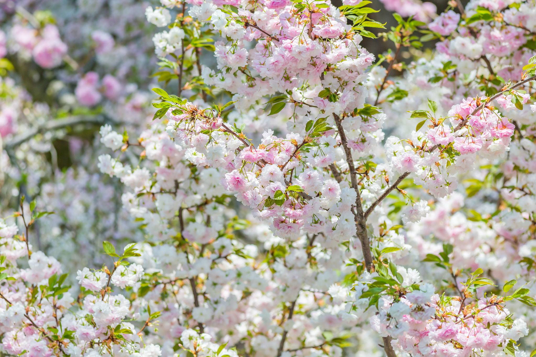 Canon EOS 6D + Canon EF 400mm F5.6L USM sample photo. Cherry blossom photography