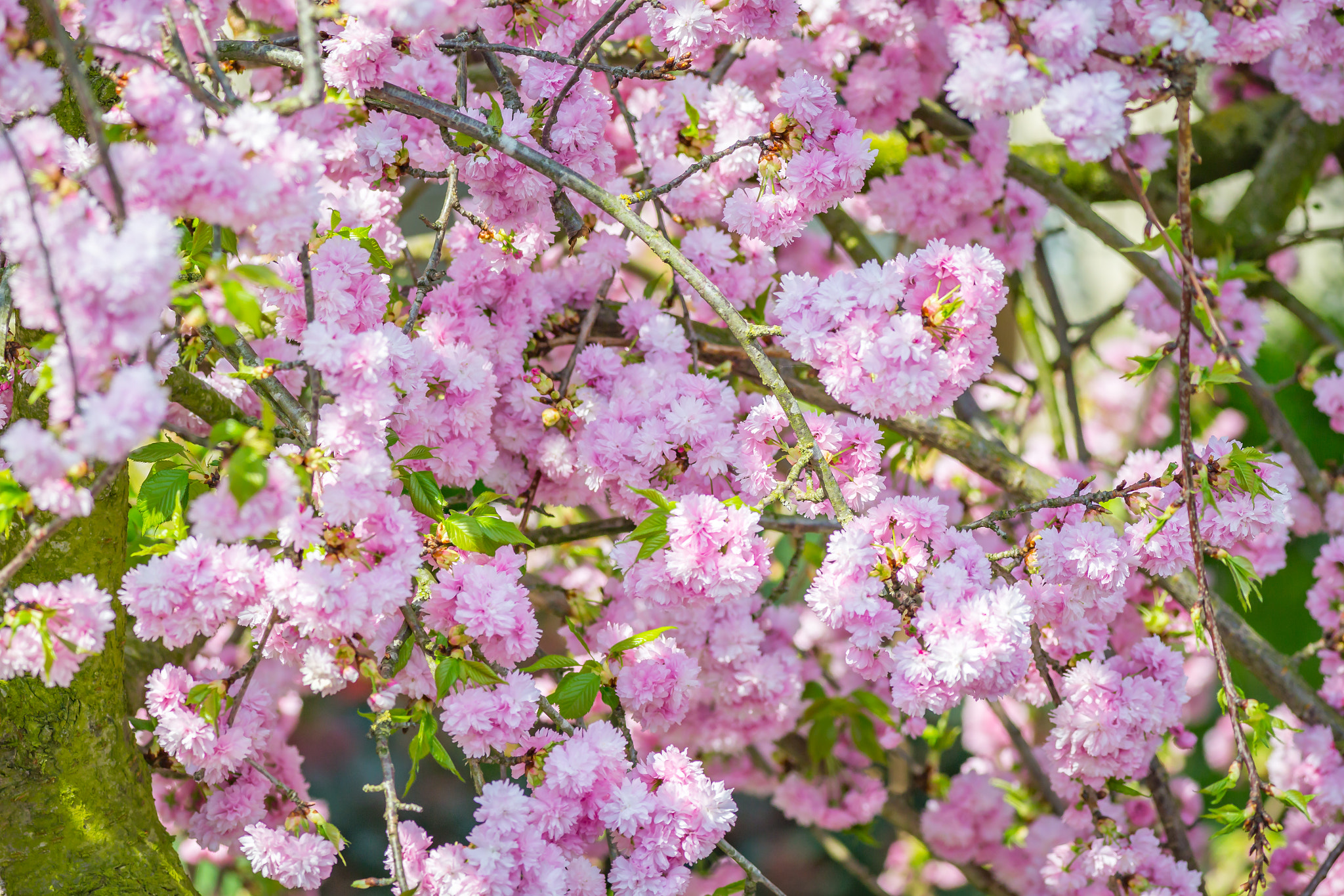 Canon EOS 6D + Canon EF 400mm F5.6L USM sample photo. Cherry blossom photography