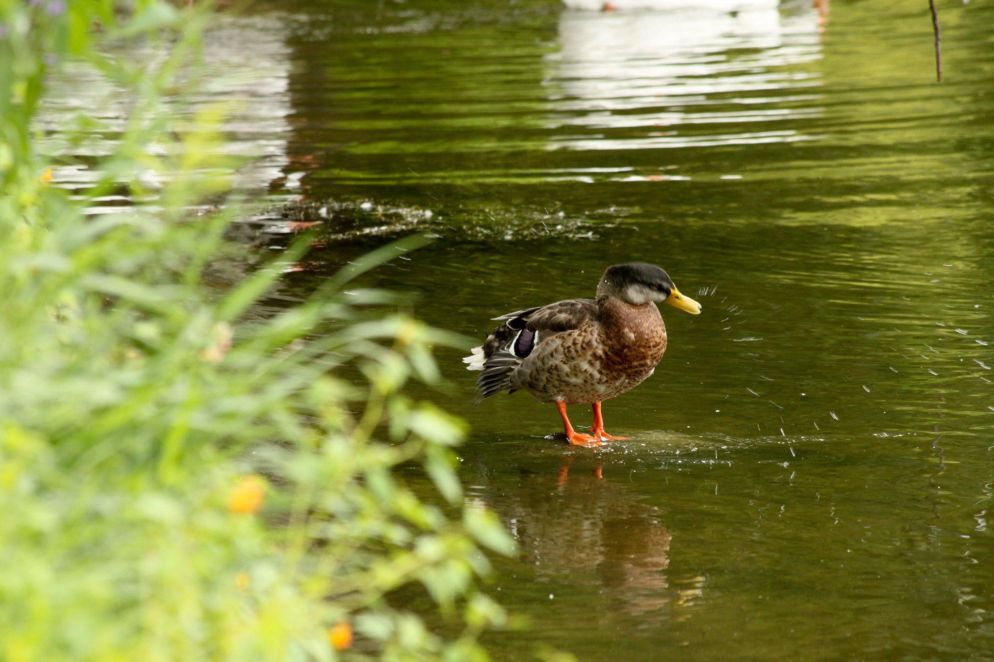 Canon EF 70-300mm F4-5.6 IS USM sample photo. Img_1329.jpg photography