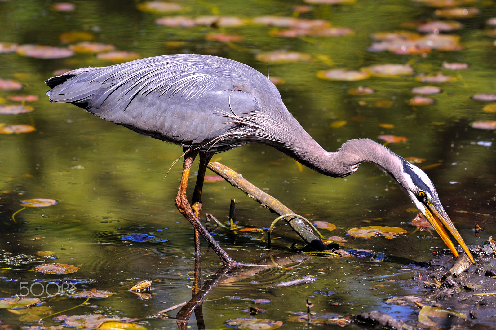 Nikon D3 sample photo. Bird catching fish photography