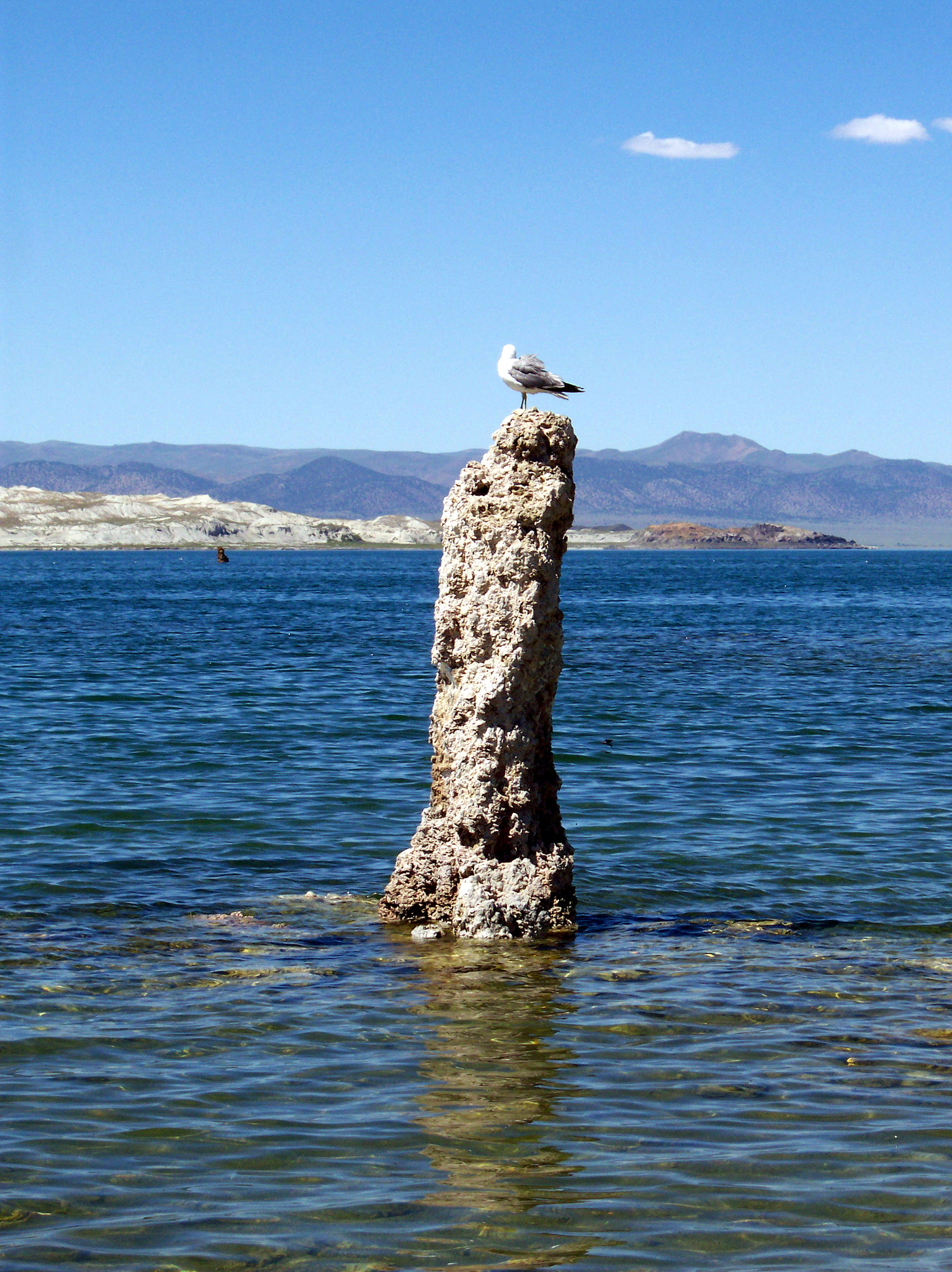 Kodak DX4530 ZOOM DIGITAL CAMERA sample photo. Mono lake gull photography