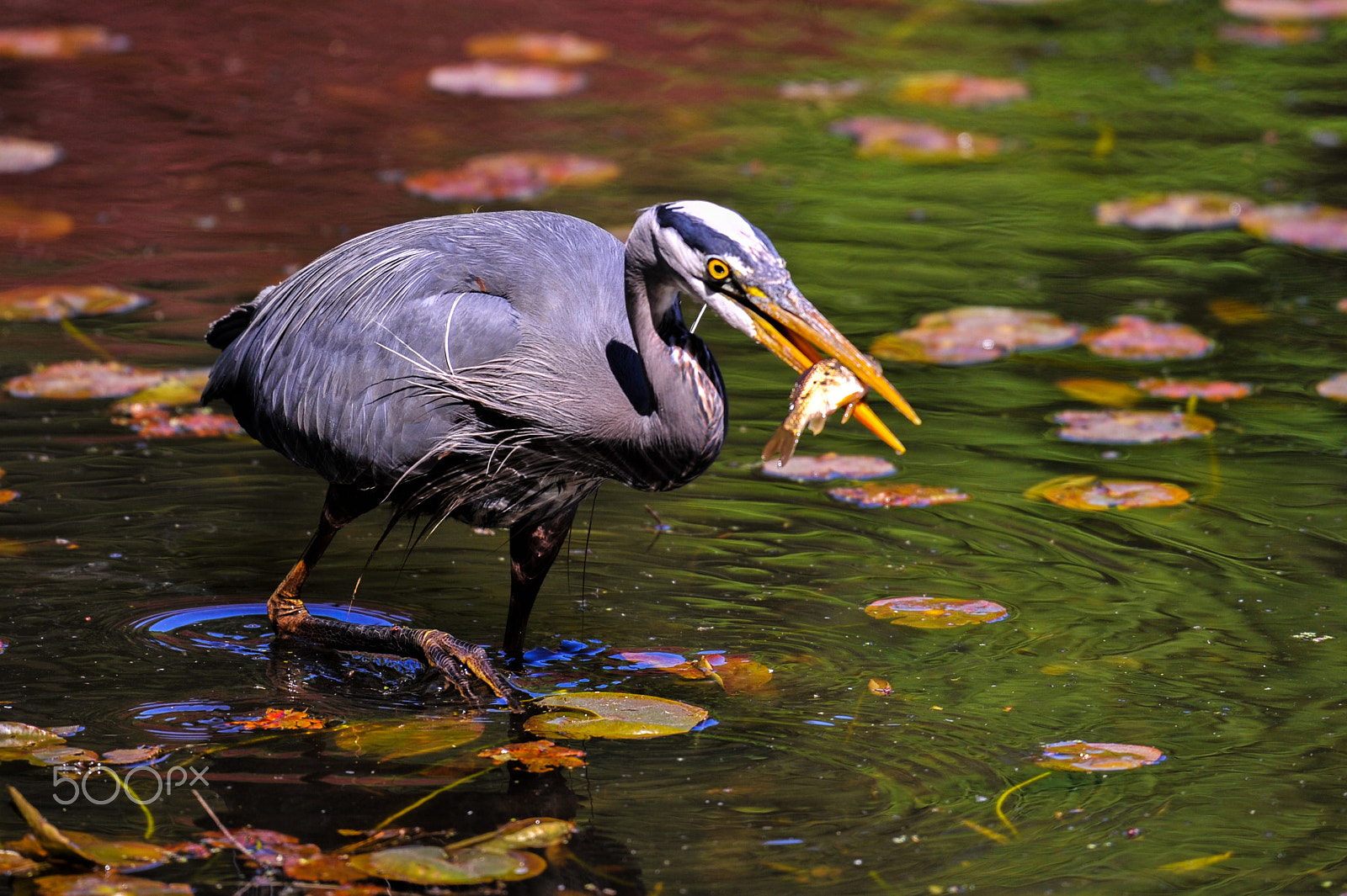 Nikon D3 sample photo. Heron and fish photography