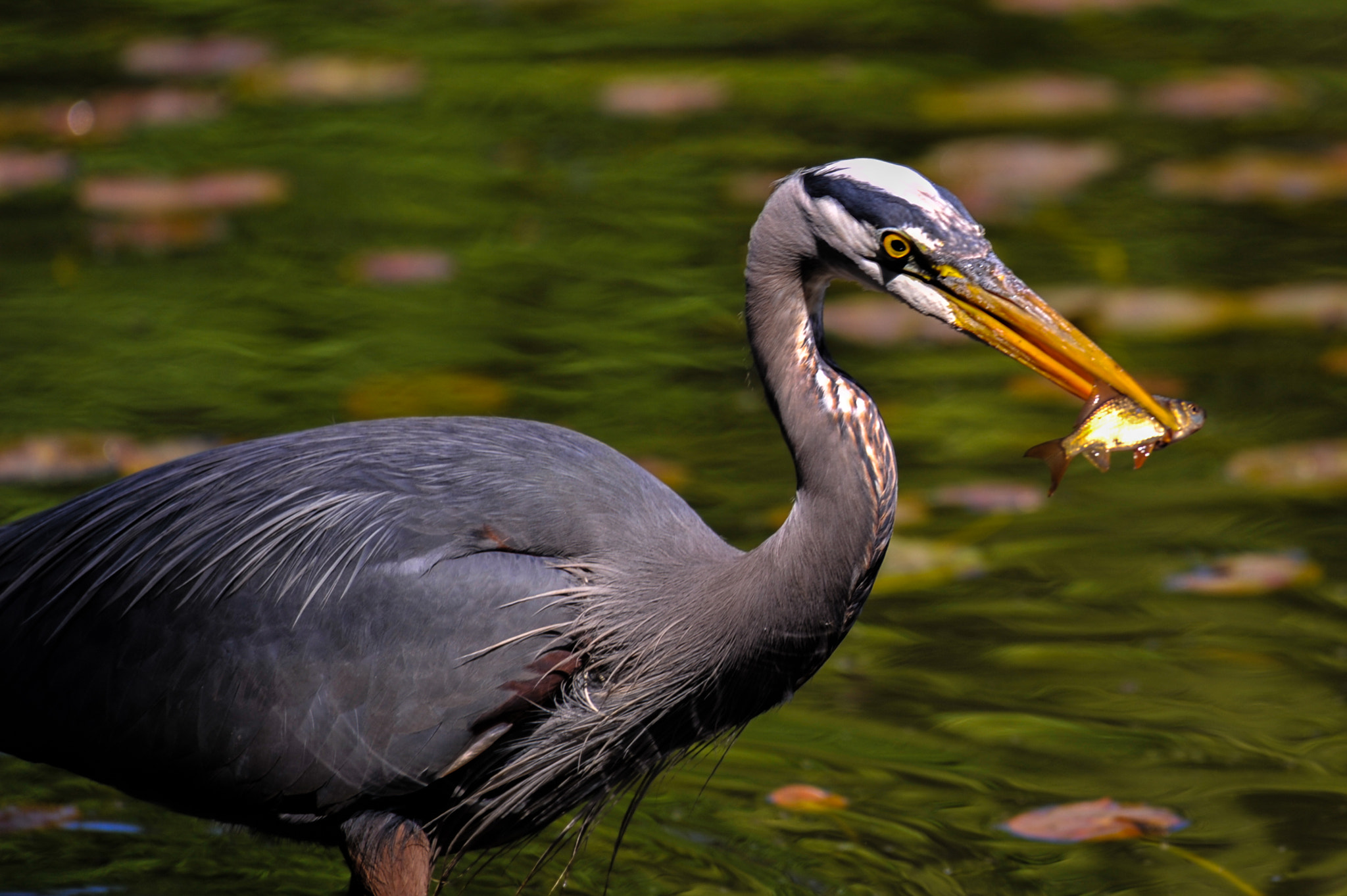Nikon D3 sample photo. Heron catching fish photography