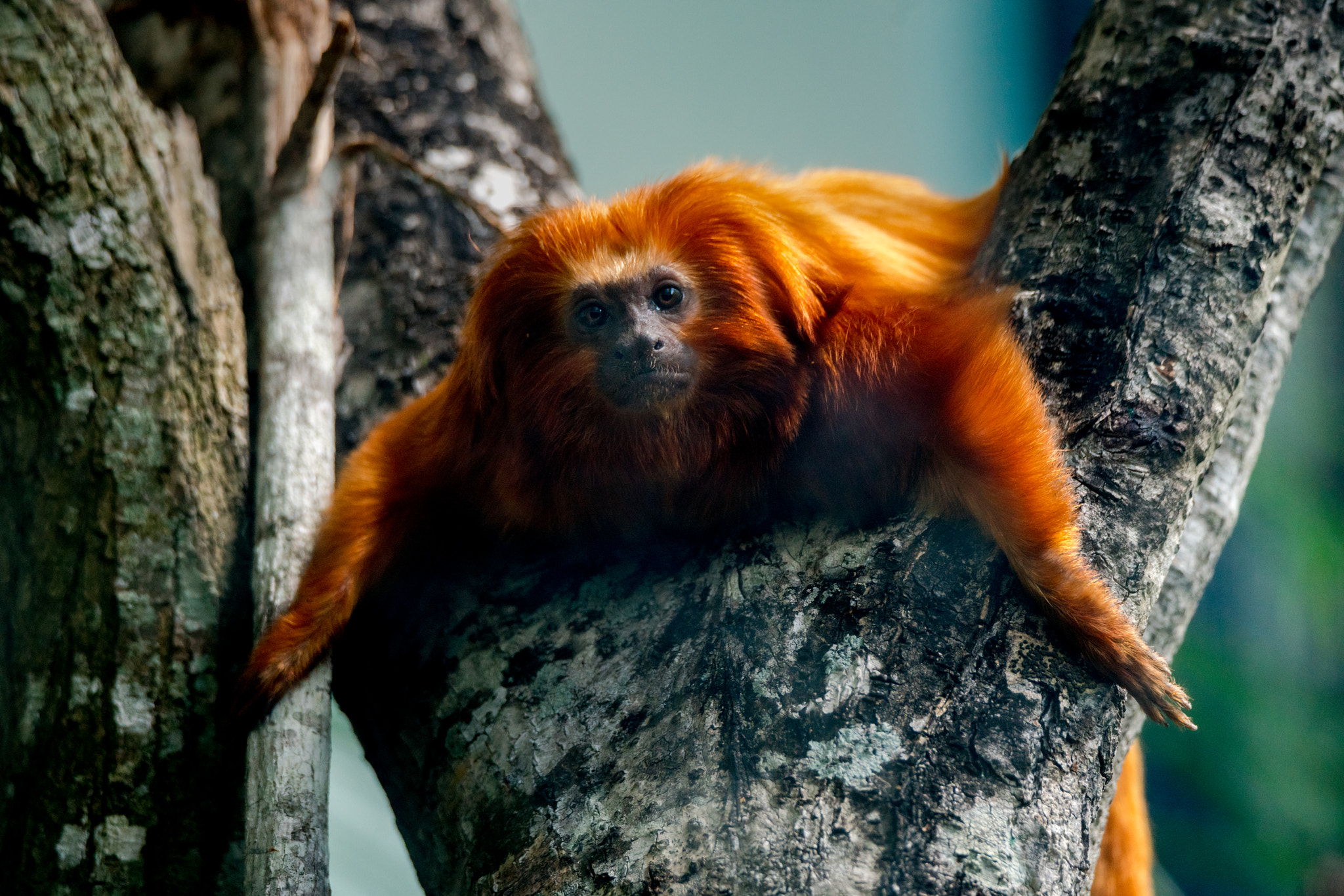 Tamron SP 150-600mm F5-6.3 Di VC USD sample photo. Wait, what? i'm red? photography