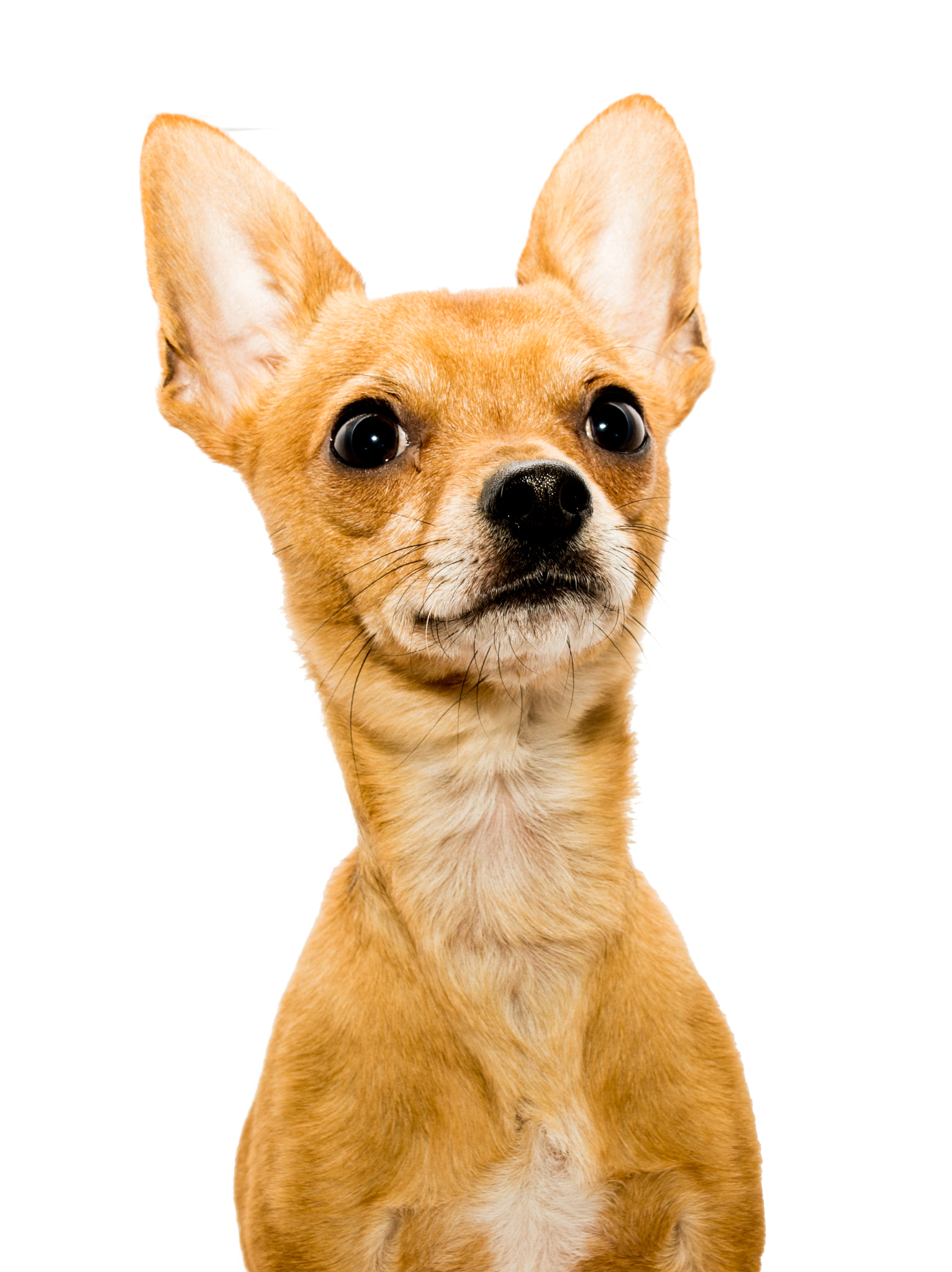 Sony SLT-A57 + Tamron AF 28-105mm F4-5.6 [IF] sample photo. Alert chihuahua dog photography
