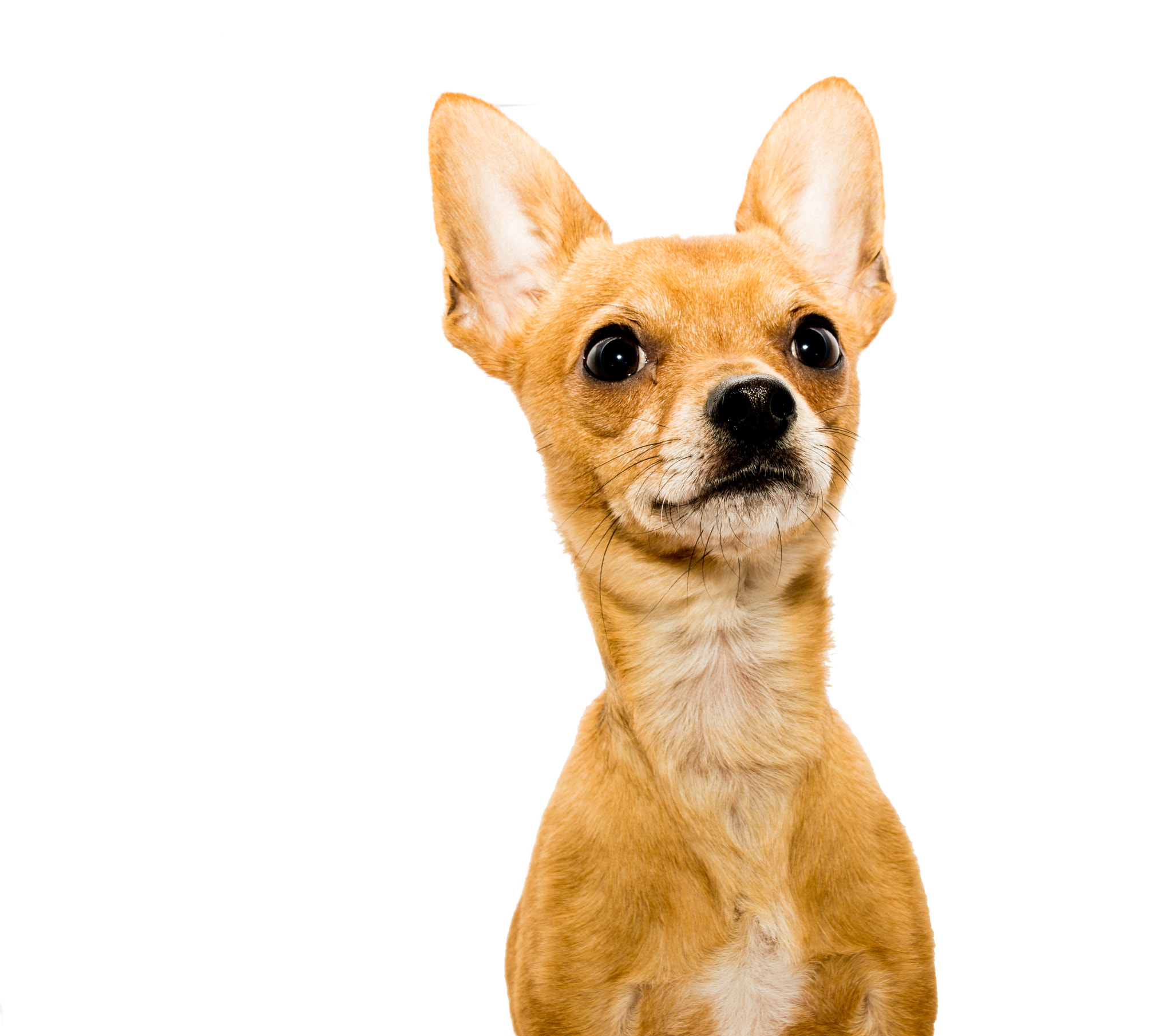 Sony SLT-A57 + Tamron AF 28-105mm F4-5.6 [IF] sample photo. Alert chihuahua dog photography