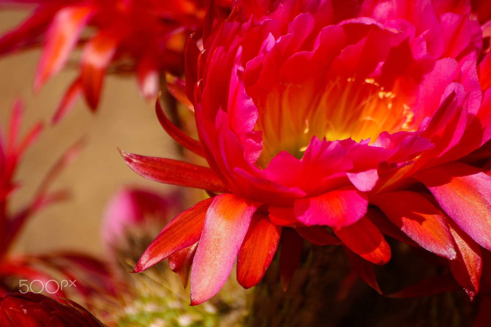 Tamron SP 35mm F1.8 Di VC USD sample photo. Cactus flower 9 photography