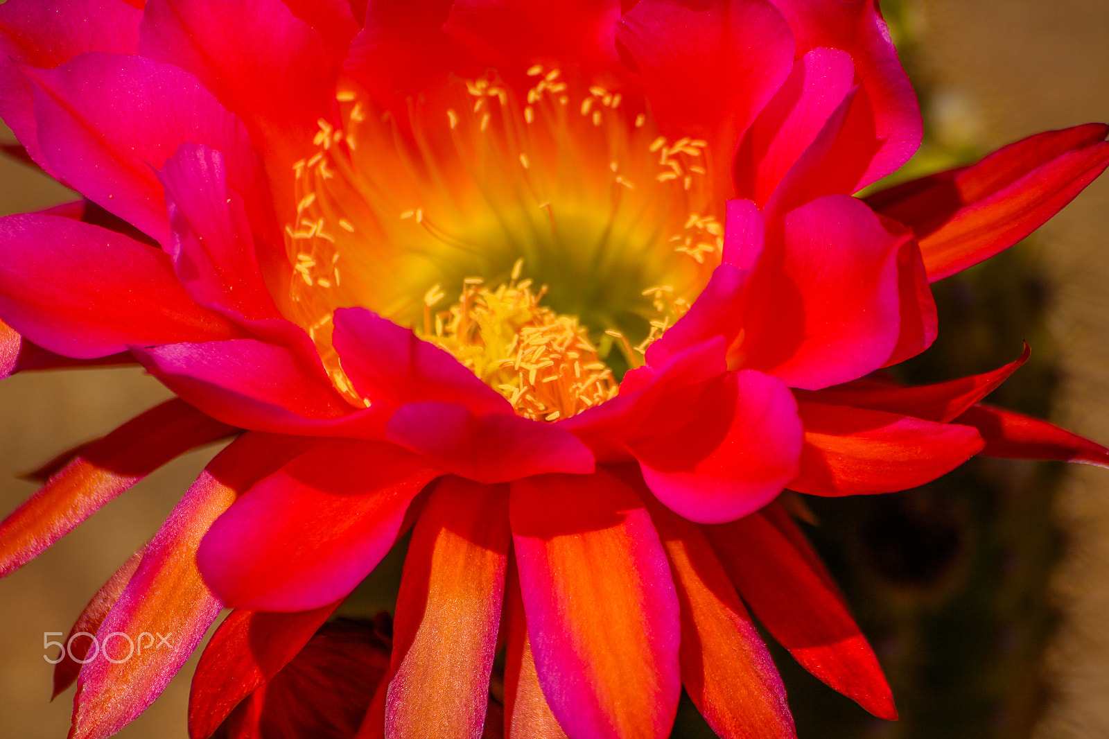 Tamron SP 35mm F1.8 Di VC USD sample photo. Cactus flower 7 photography