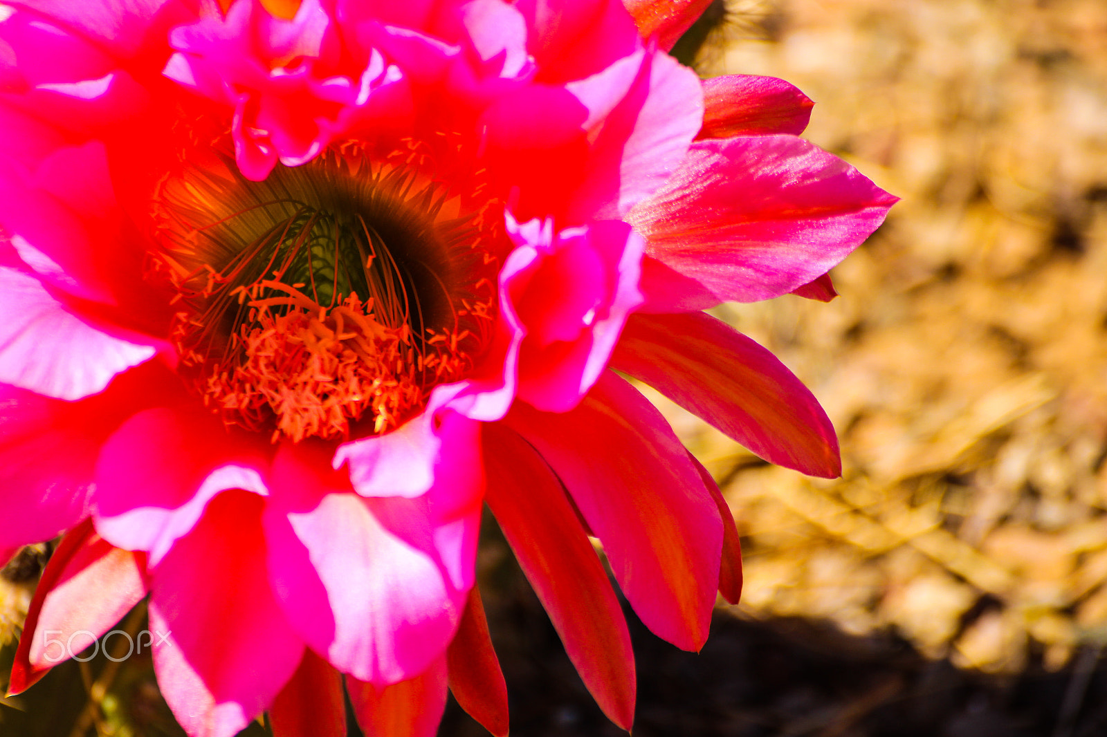 Tamron SP 35mm F1.8 Di VC USD sample photo. Cactus flower 6 photography