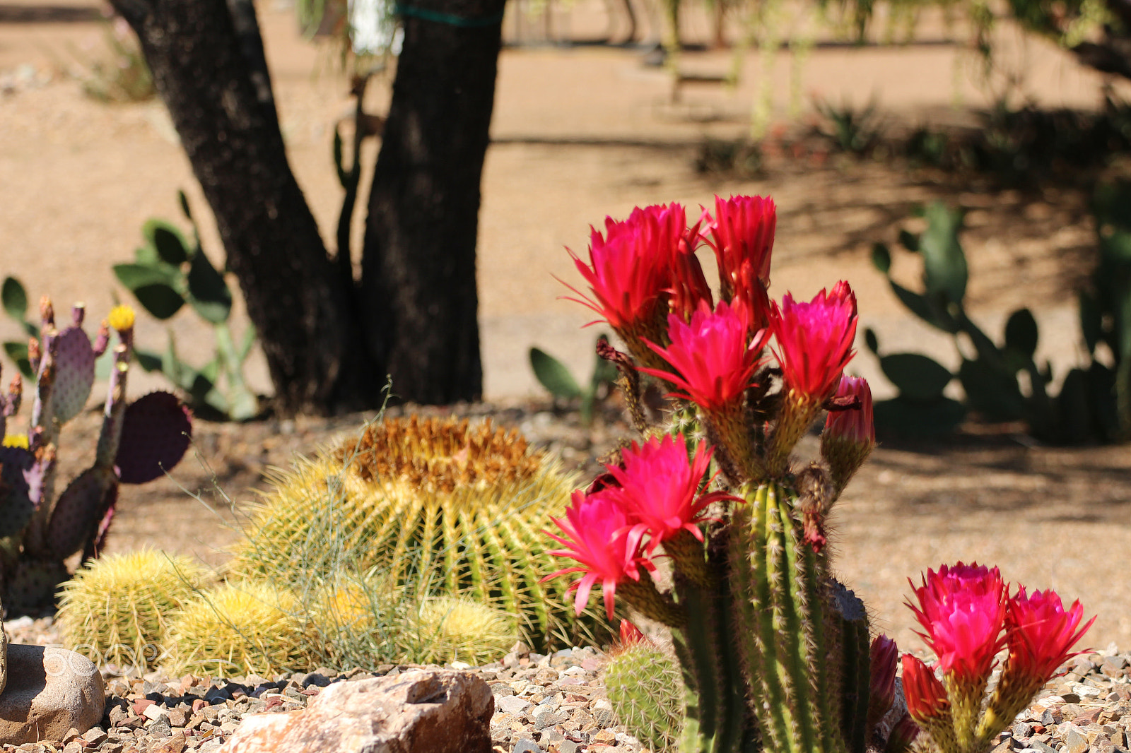 Canon EOS 700D (EOS Rebel T5i / EOS Kiss X7i) + Tamron SP 35mm F1.8 Di VC USD sample photo. Cactus flower 5 photography