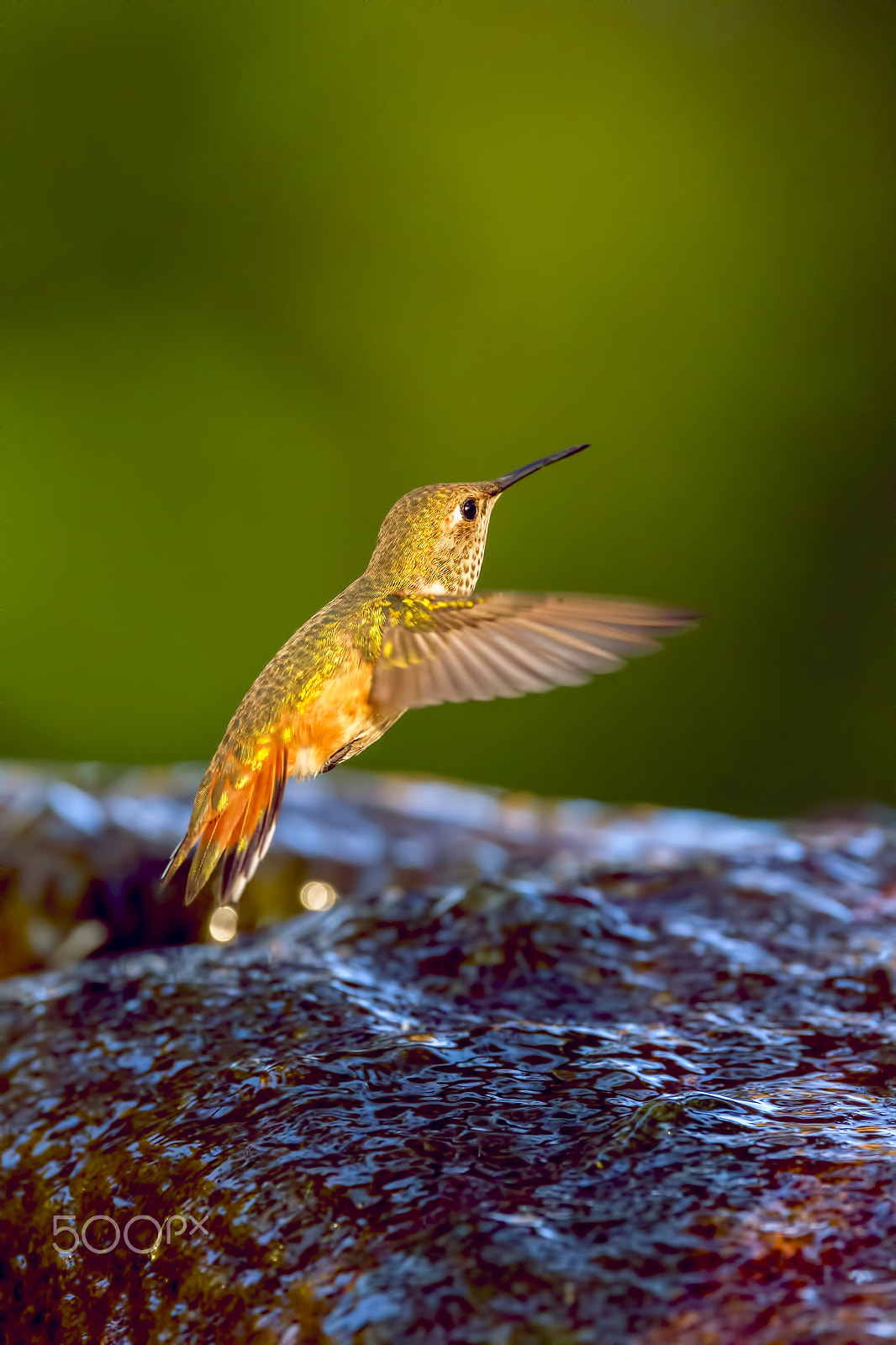 Sigma 150-600mm F5-6.3 DG OS HSM | C sample photo. Hummingbird photography