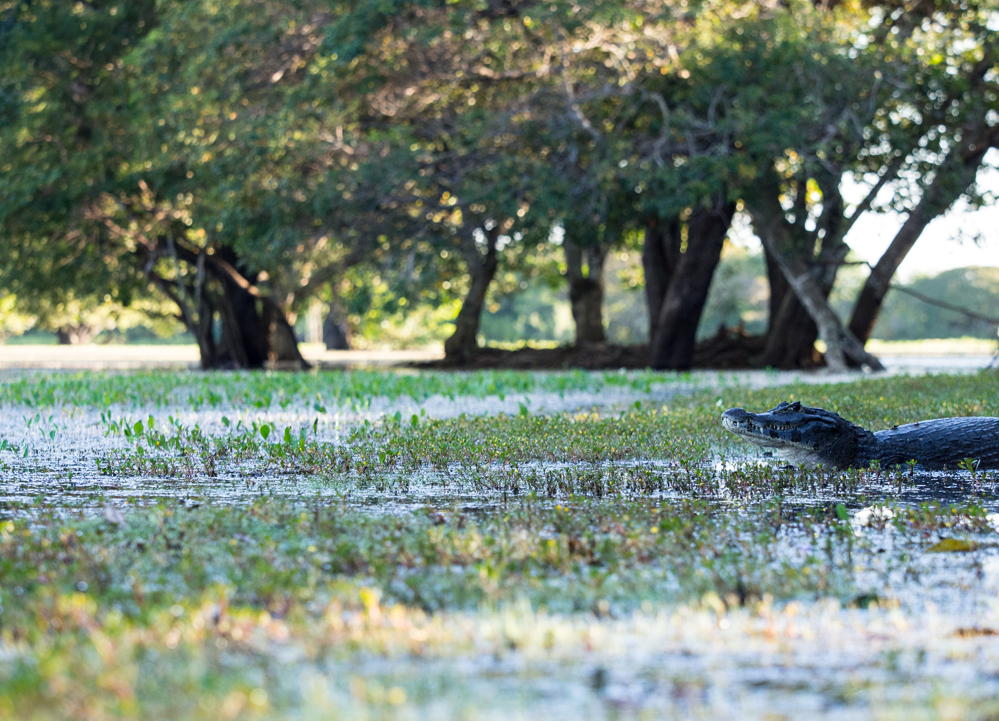 Olympus OM-D E-M5 + Olympus M.Zuiko Digital ED 40-150mm F2.8 Pro sample photo. Early morning caiman photography