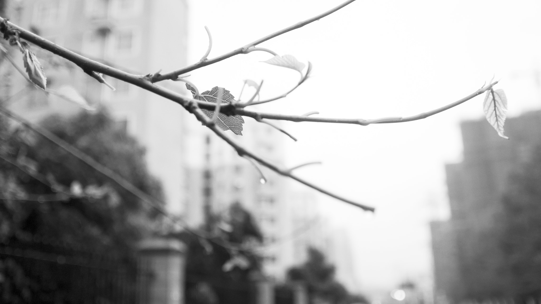 Olympus OM-D E-M5 + Olympus M.Zuiko Digital 17mm F2.8 Pancake sample photo. 一场雨 photography