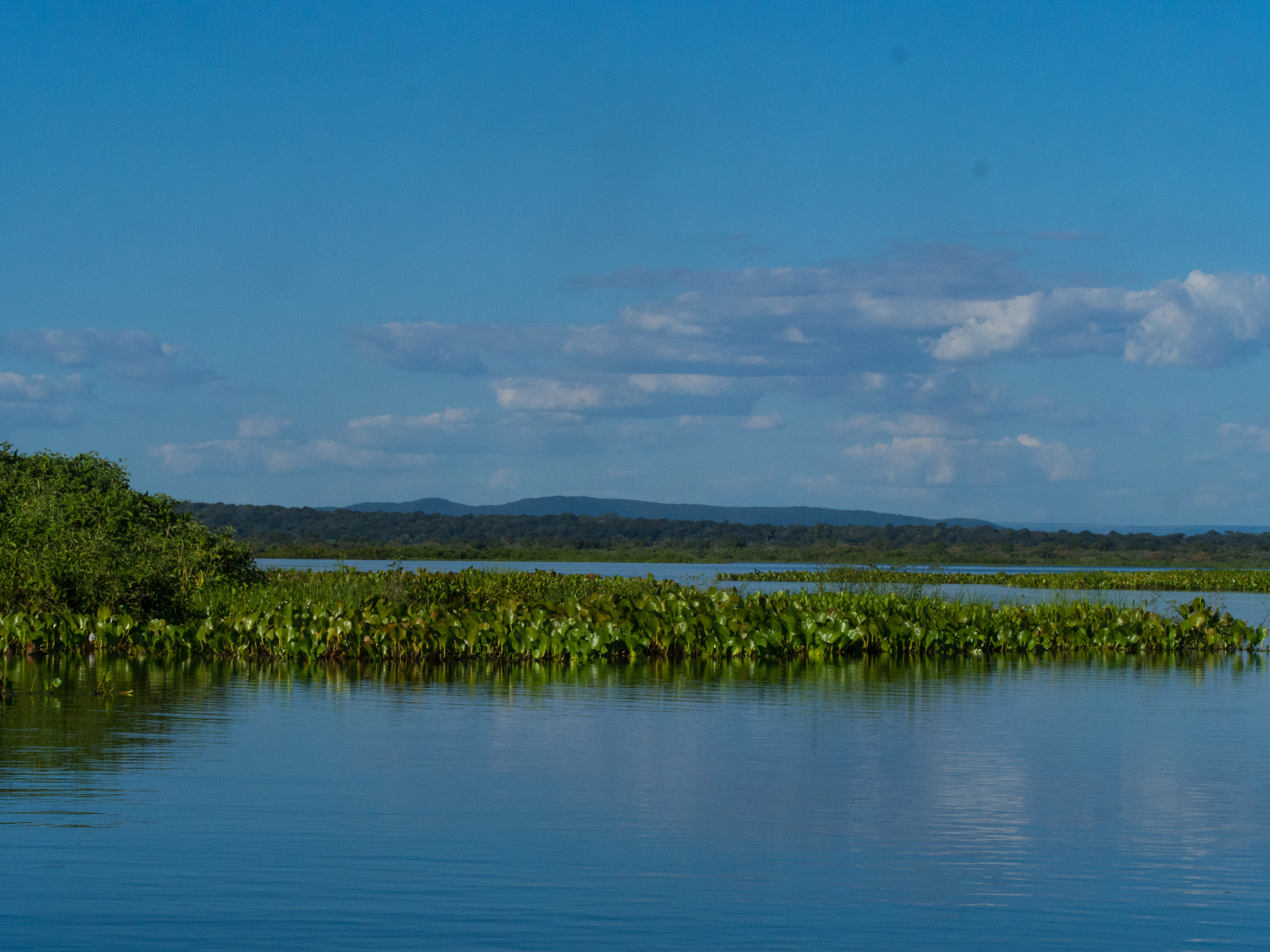 Olympus OM-D E-M5 + Olympus M.Zuiko Digital ED 40-150mm F2.8 Pro sample photo. The pantanal photography