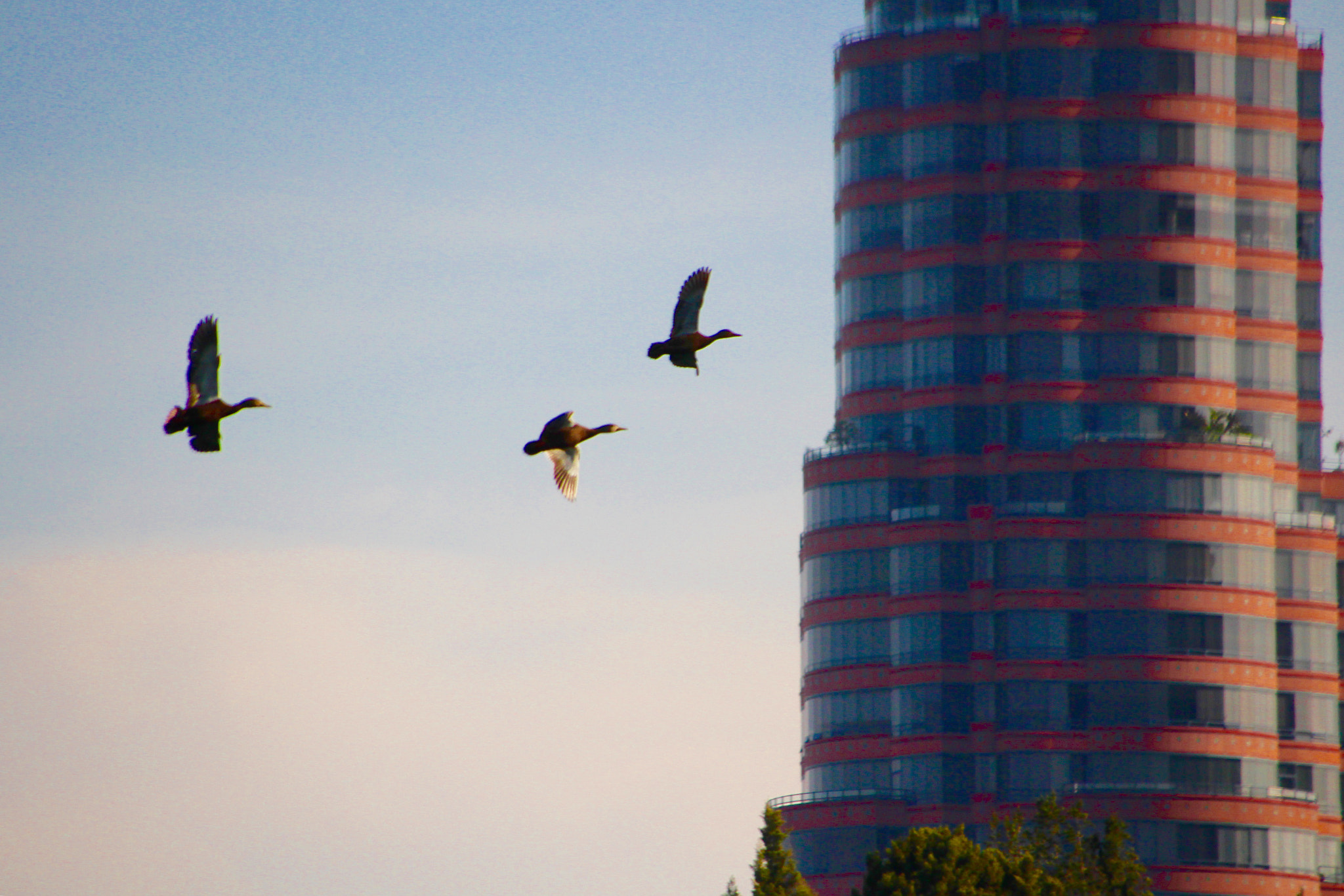 Canon 18-250mm sample photo