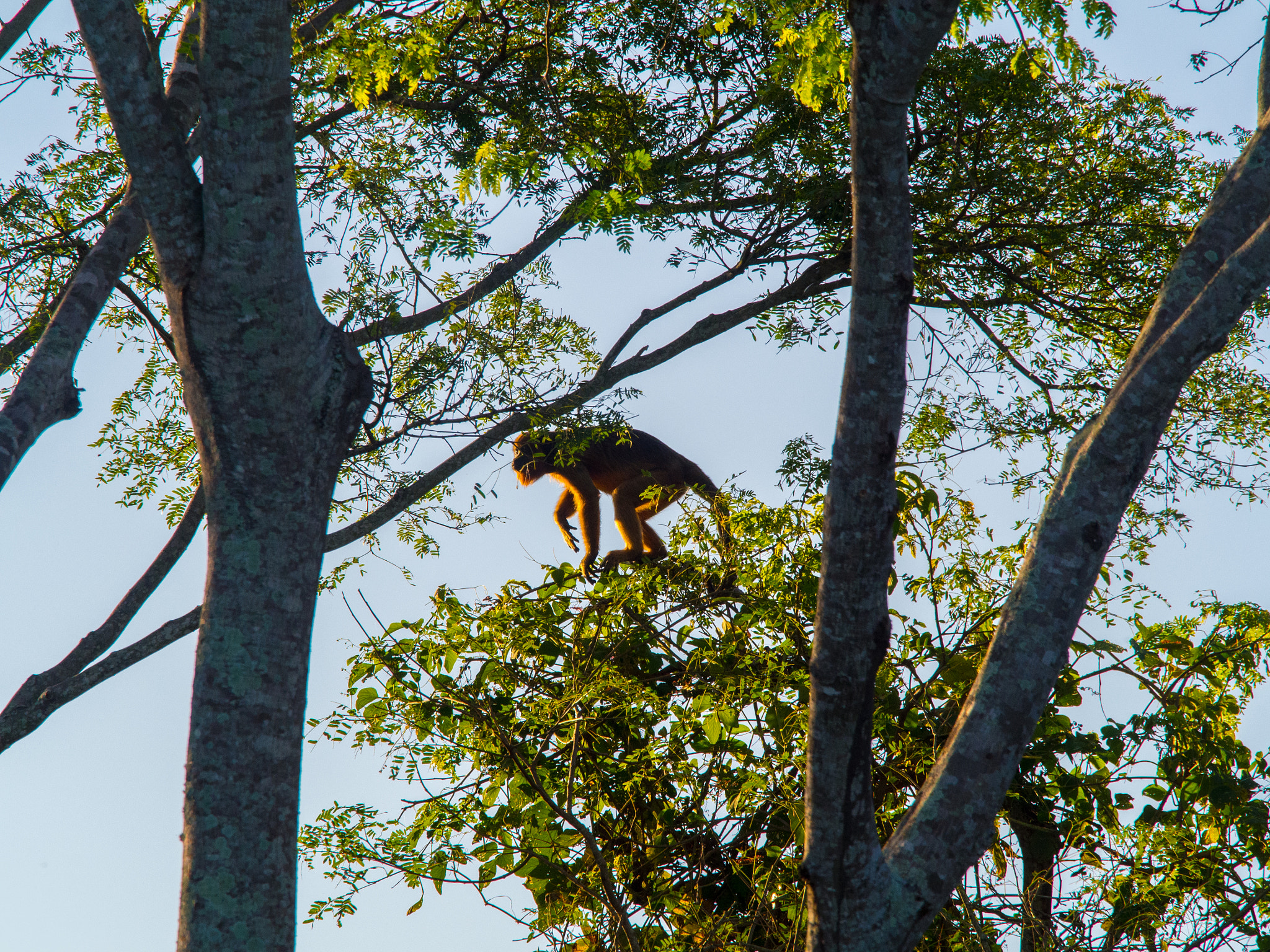 Olympus OM-D E-M5 + Olympus M.Zuiko Digital ED 40-150mm F2.8 Pro sample photo. Howler monkey at sunset photography