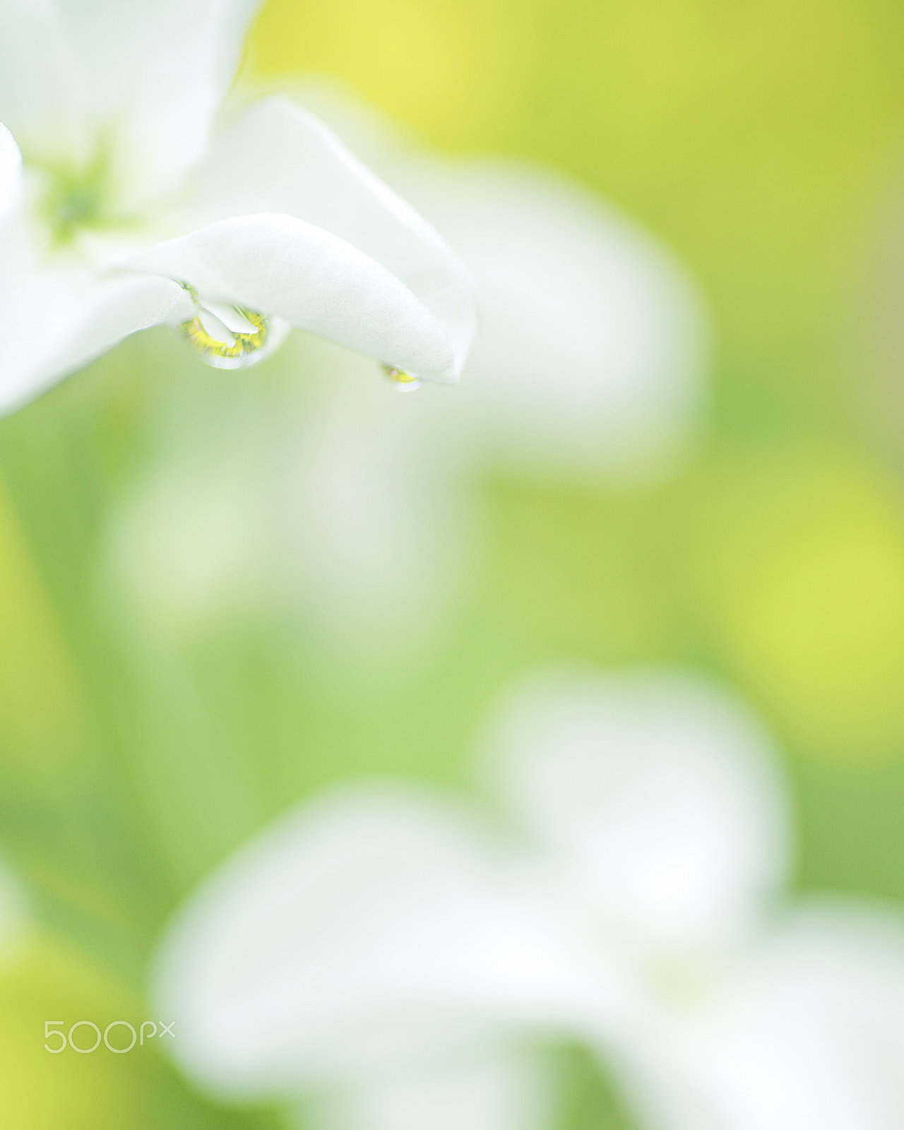 Nikon D800E sample photo. Spring droplet photography