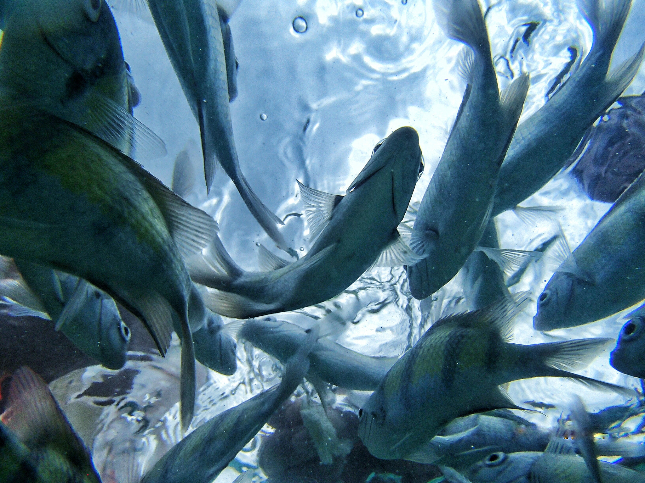 Olympus TG-820 sample photo. Flying fish photography
