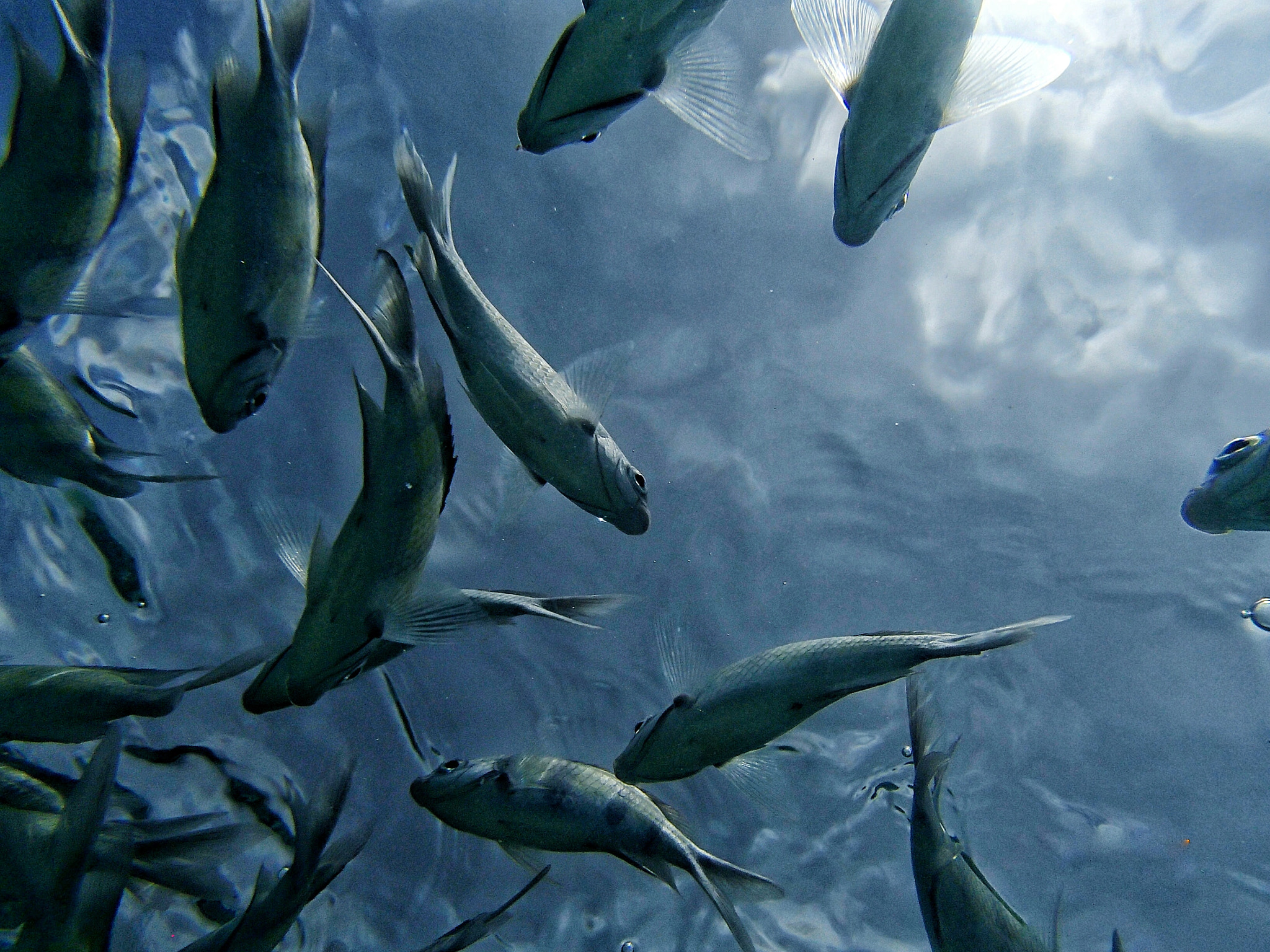 Olympus TG-820 sample photo. Flying fish photography