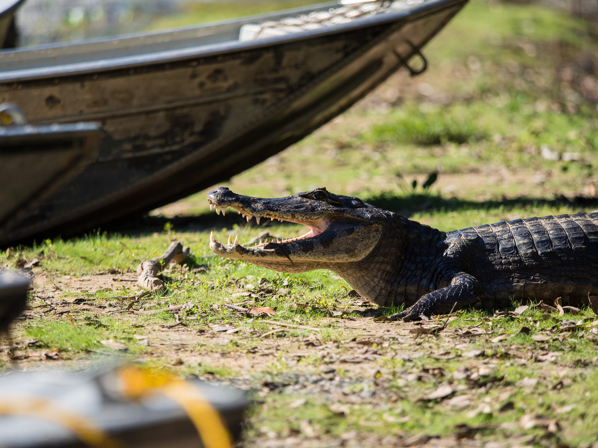 Olympus OM-D E-M5 + Olympus M.Zuiko Digital ED 40-150mm F2.8 Pro sample photo. Caiman boats photography
