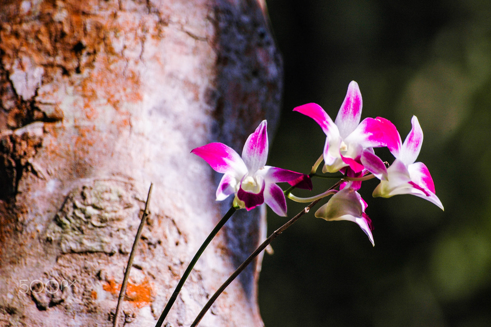 Nikon D70s + Tamron SP 70-300mm F4-5.6 Di VC USD sample photo. Thai orchid photography