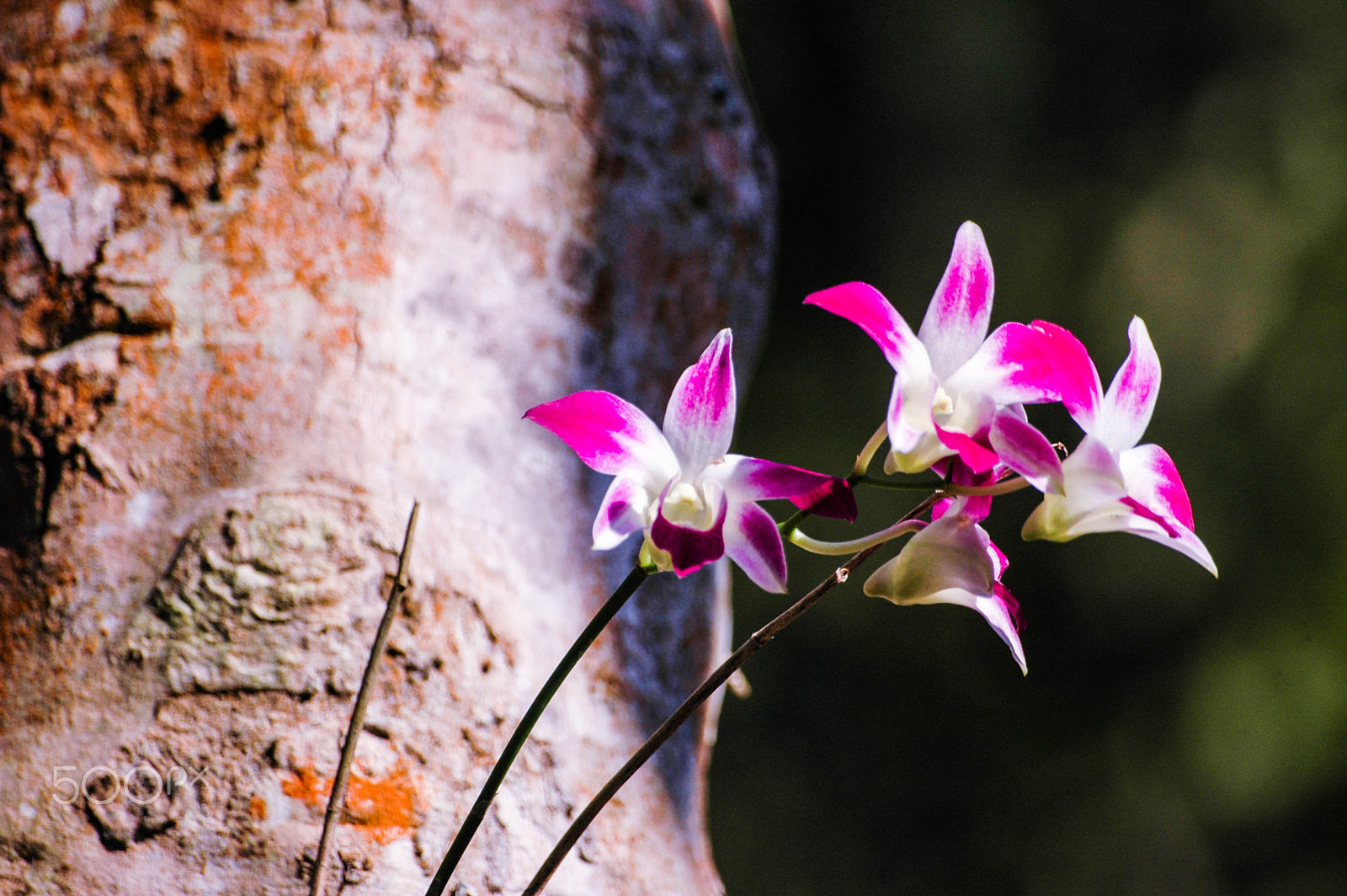 Nikon D70s sample photo. Thai orchid photography