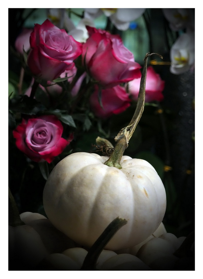 Olympus M.Zuiko Digital 14-42mm F3.5-5.6 II R sample photo. Photography by steve tobus photography