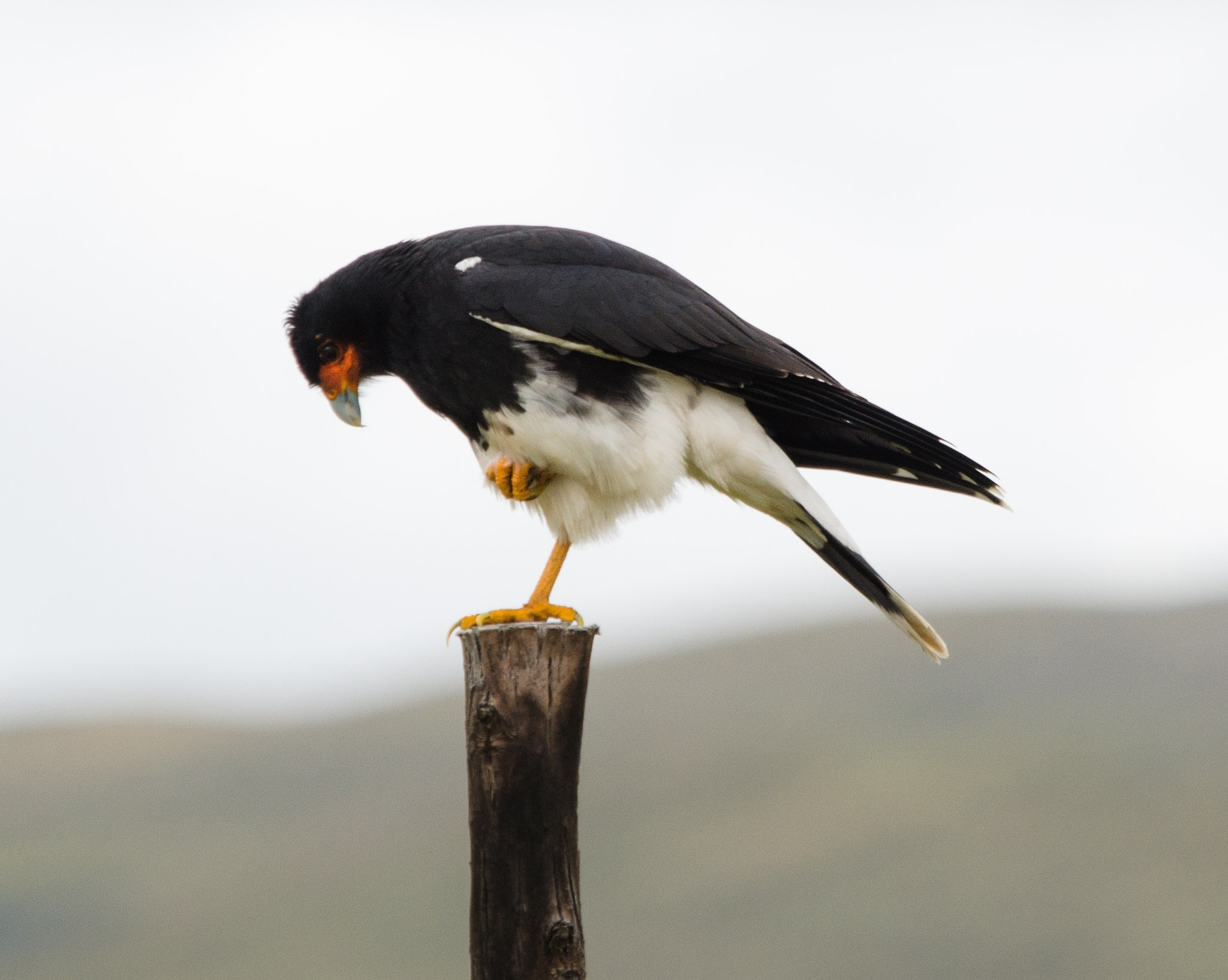 Sigma 120-400mm F4.5-5.6 DG OS HSM sample photo. Mountain caracara photography