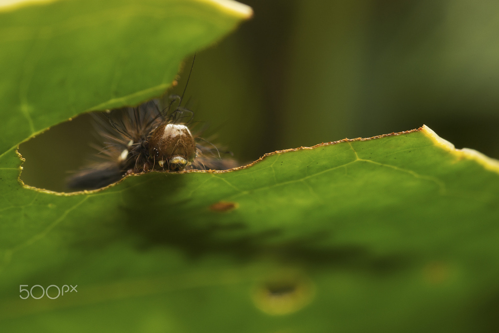 Nikon D800 + AF Micro-Nikkor 105mm f/2.8 sample photo. Furry caterpillar photography