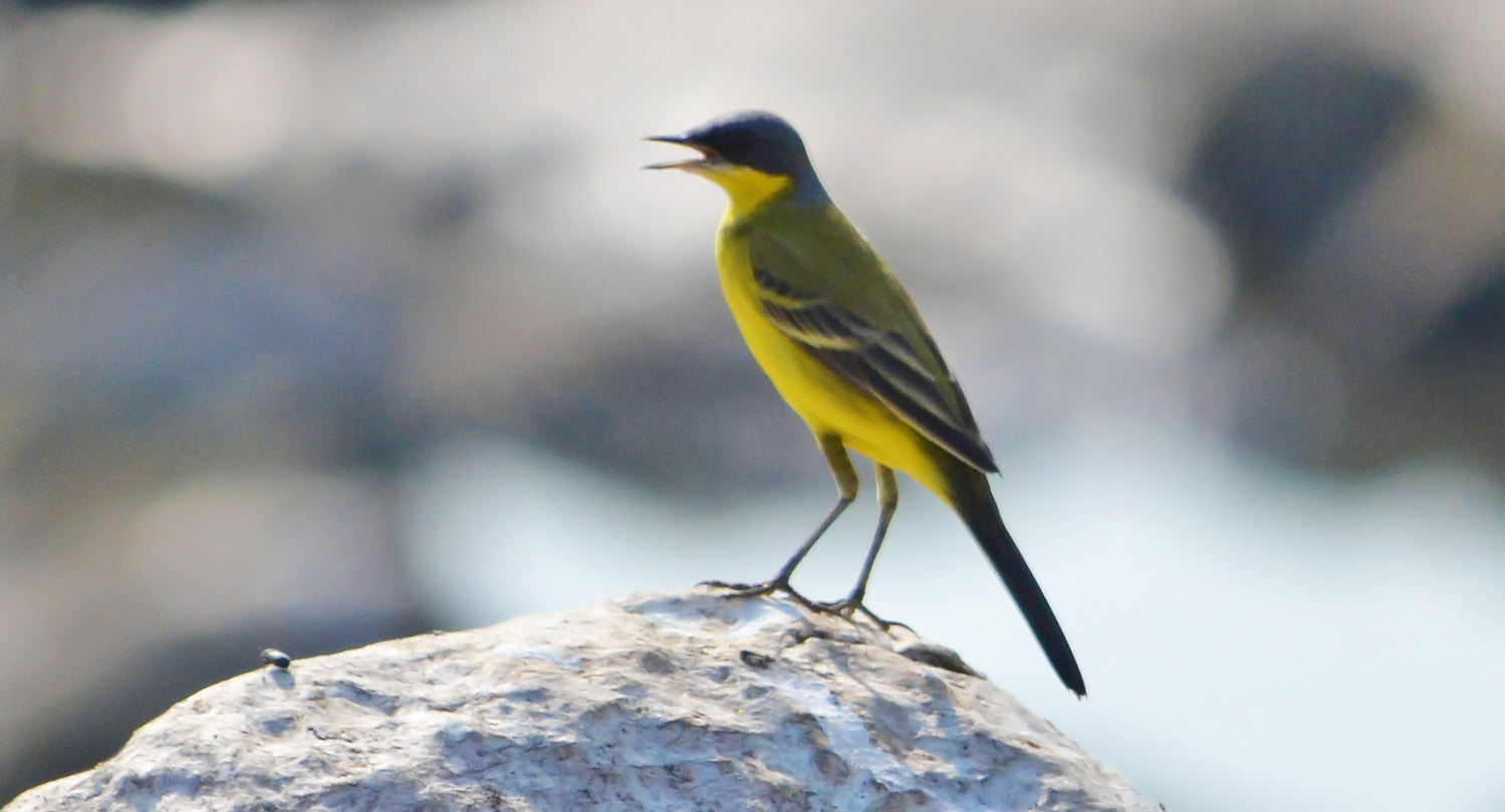Nikon D5100 + Sigma 50mm F1.4 EX DG HSM sample photo. Black headed wagtail photography