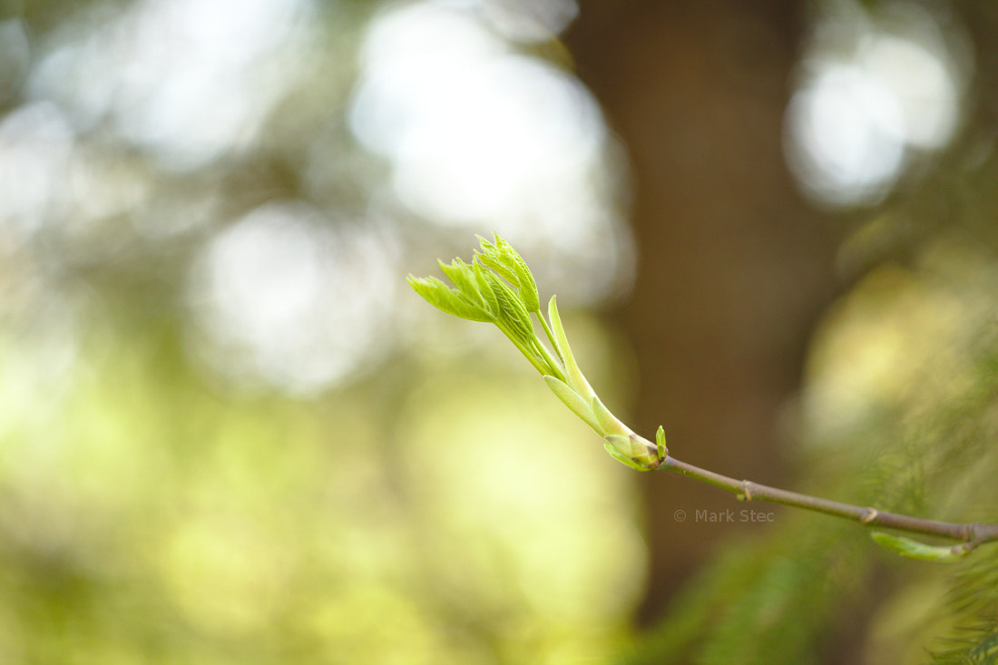 ZEISS Apo Sonnar T* 135mm F2 sample photo. Blooming photography