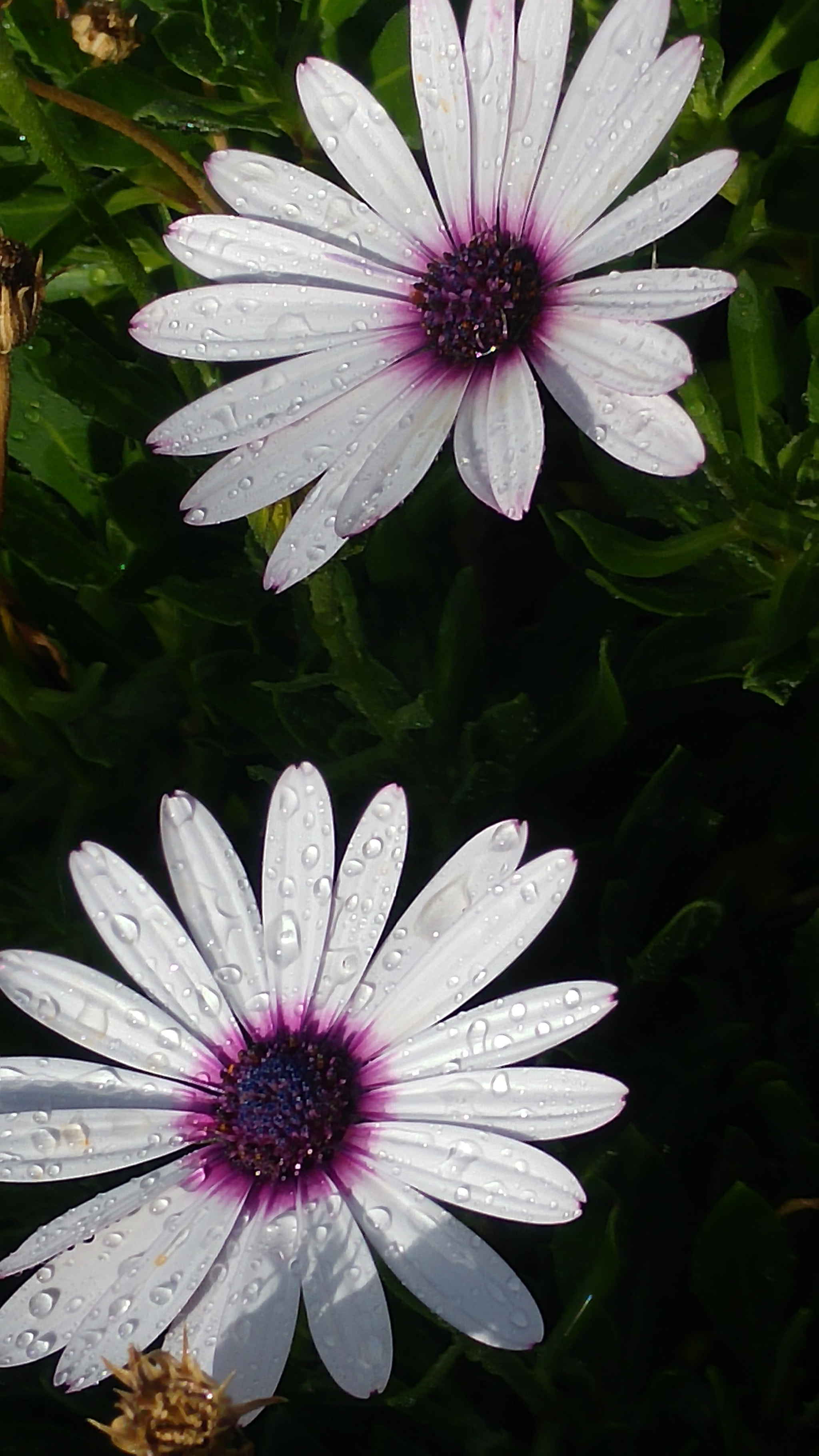 LG H815T sample photo. Daisy raindrops photography