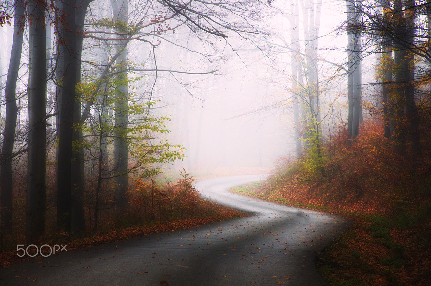 Sony Alpha DSLR-A580 + Sigma 18-200mm F3.5-6.3 DC sample photo. Autumn fog photography