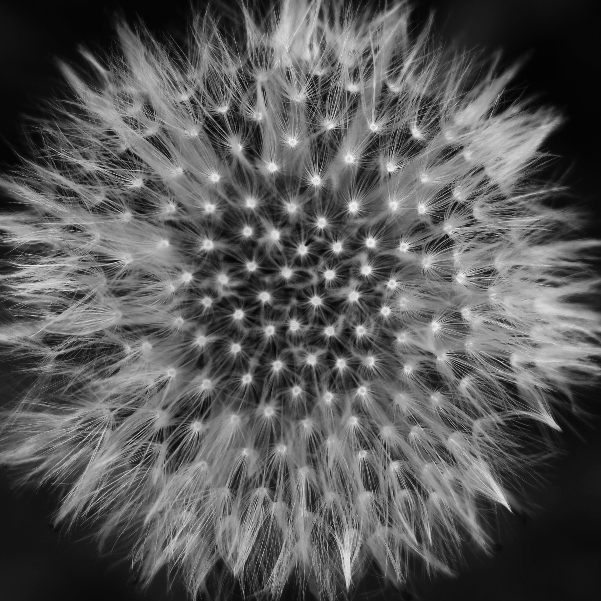 Canon EOS 700D (EOS Rebel T5i / EOS Kiss X7i) sample photo. Dandelion photography