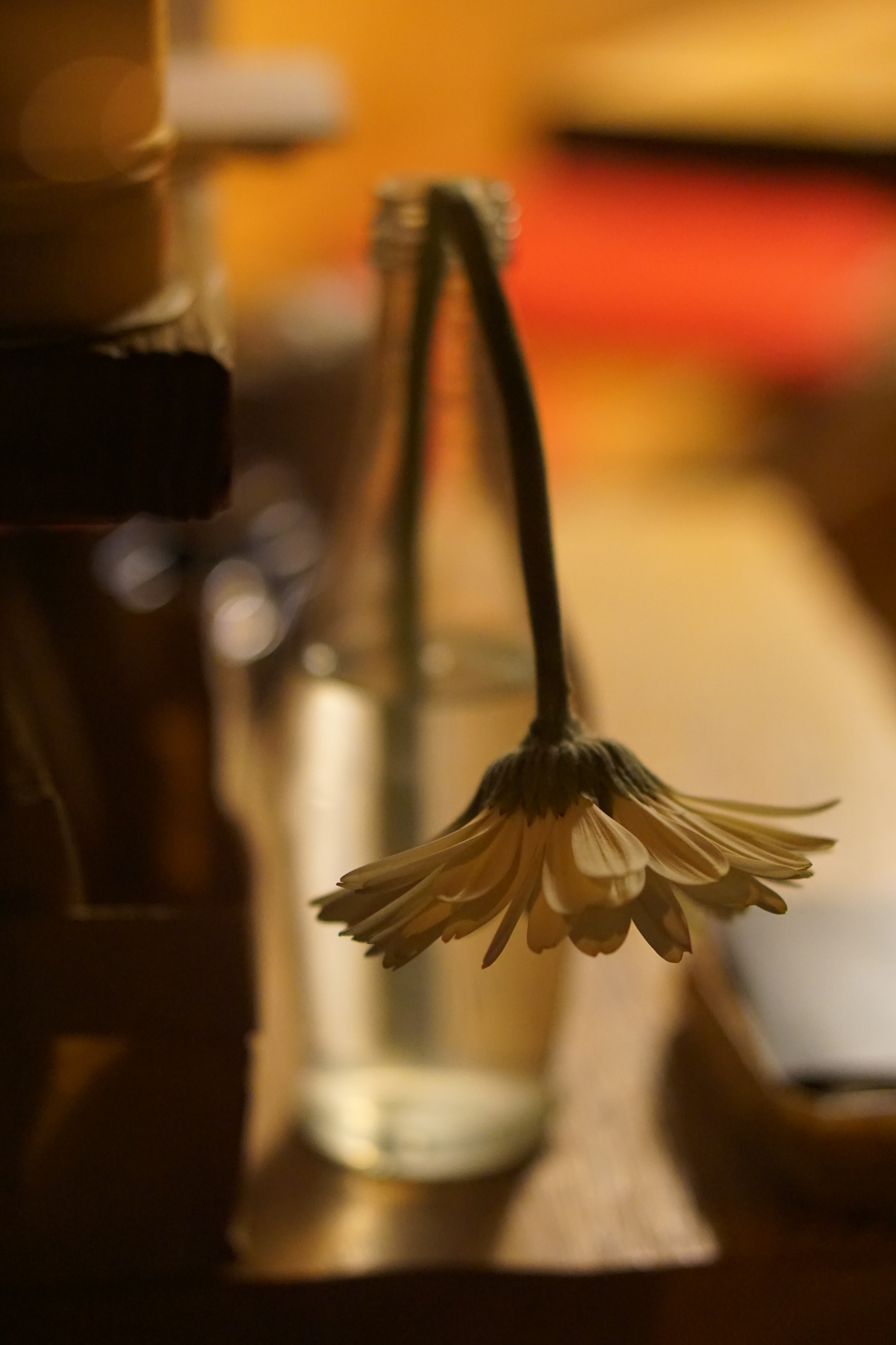 Sony E 50mm F1.8 OSS sample photo. No water photography
