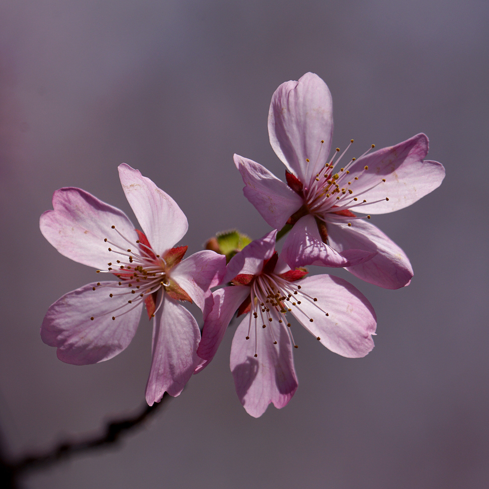 Sony 70-400mm F4-5.6 G SSM II sample photo. 【原摄】早樱 photography