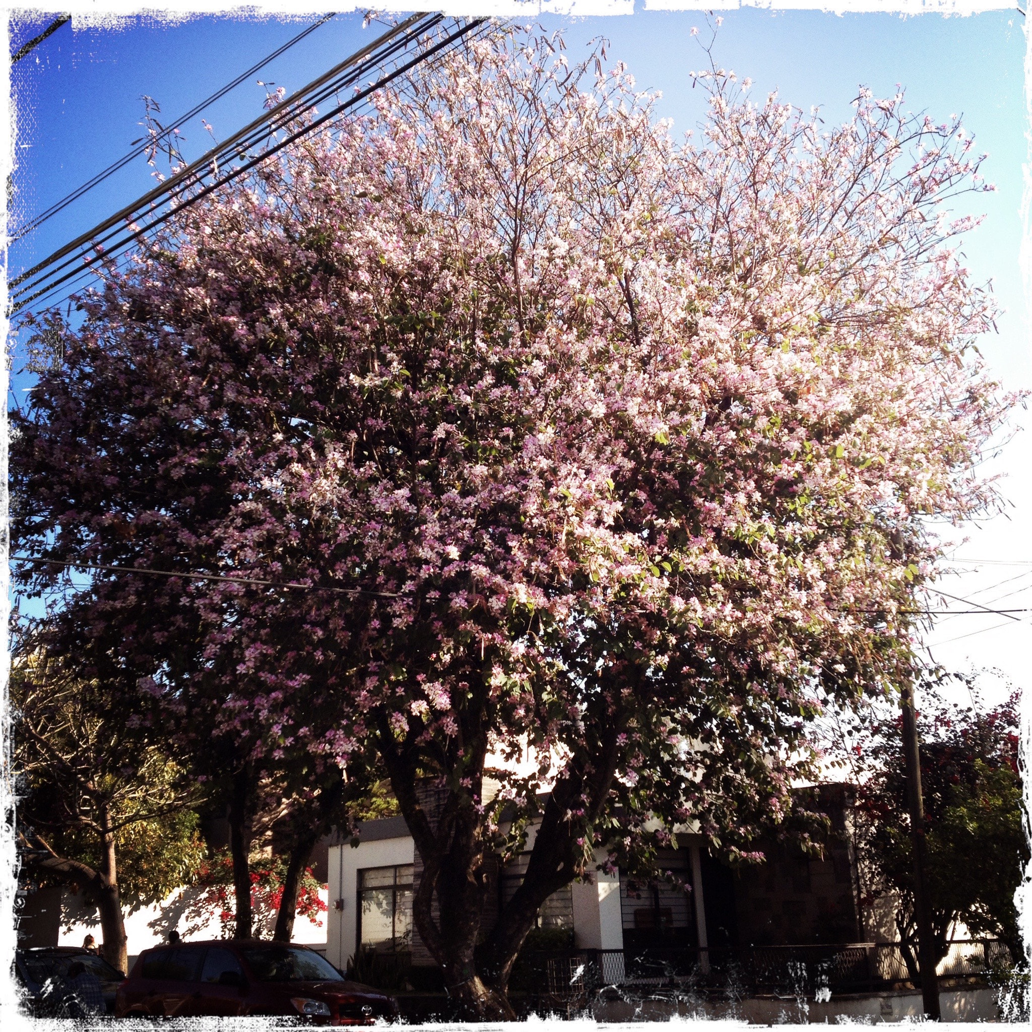 Hipstamatic 278 sample photo. Floral tree photography