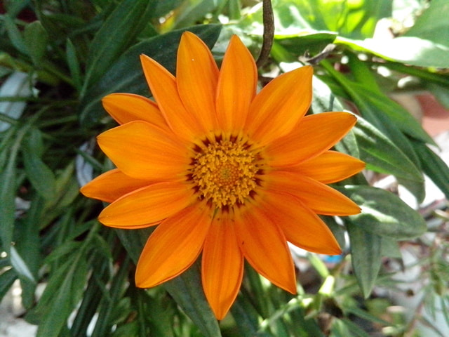 Motorola RAZR D1 sample photo
