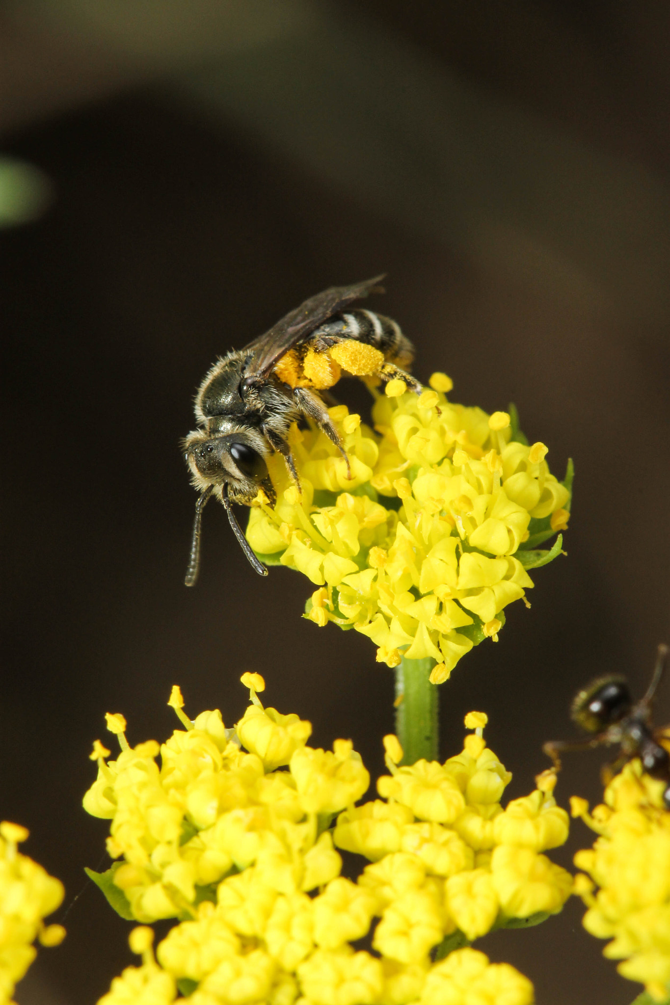 Canon EF 100mm F2.8 Macro USM sample photo. Mining bee photography