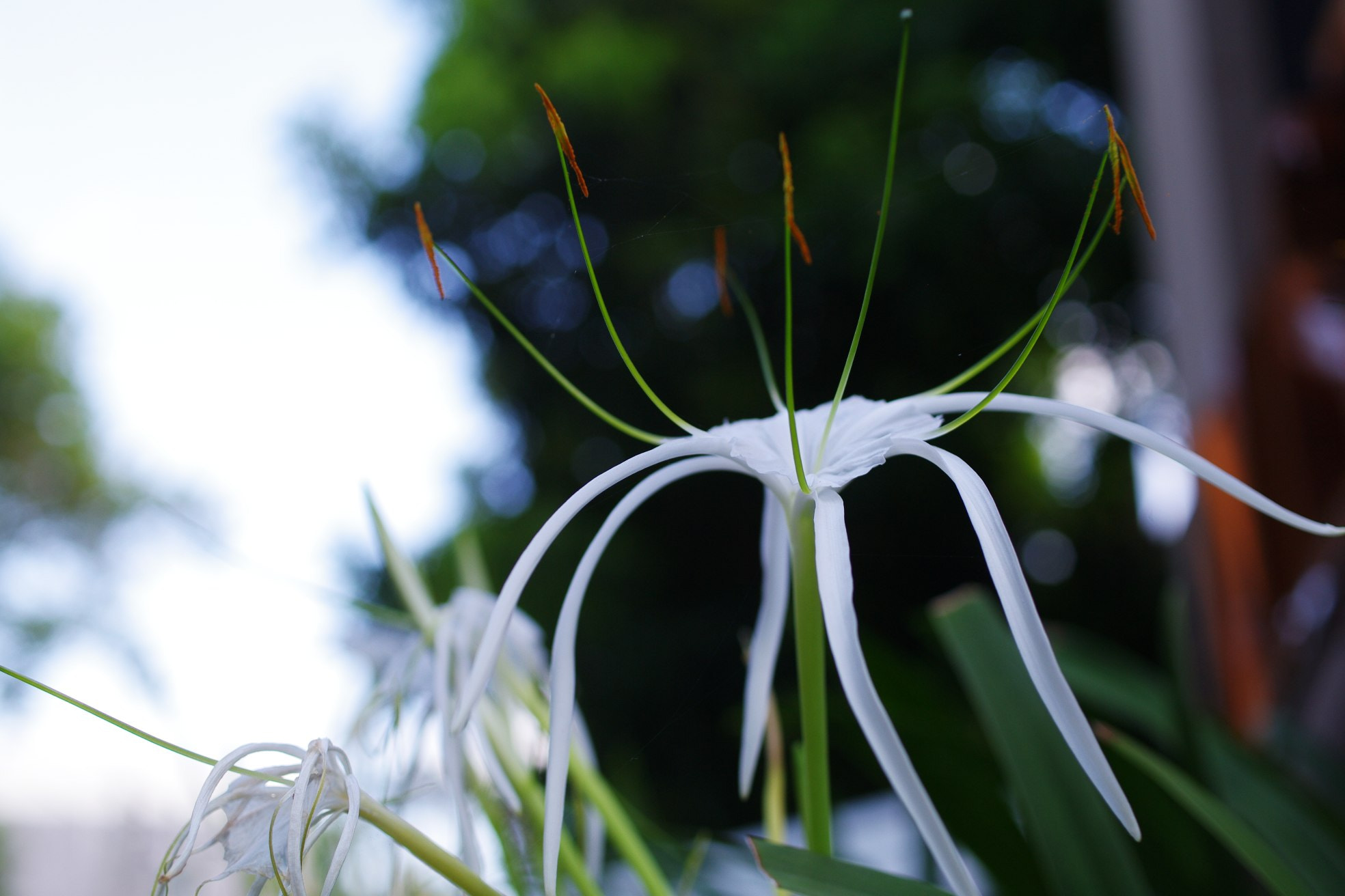 Pentax smc DA 35mm F2.8 Macro Limited sample photo. In full bloom photography