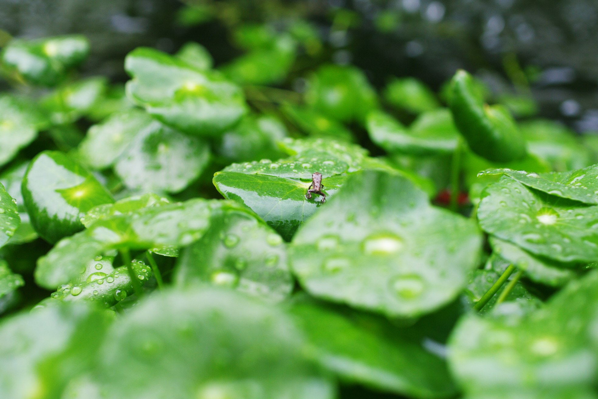 Pentax smc DA 35mm F2.8 Macro Limited sample photo. Frog photography