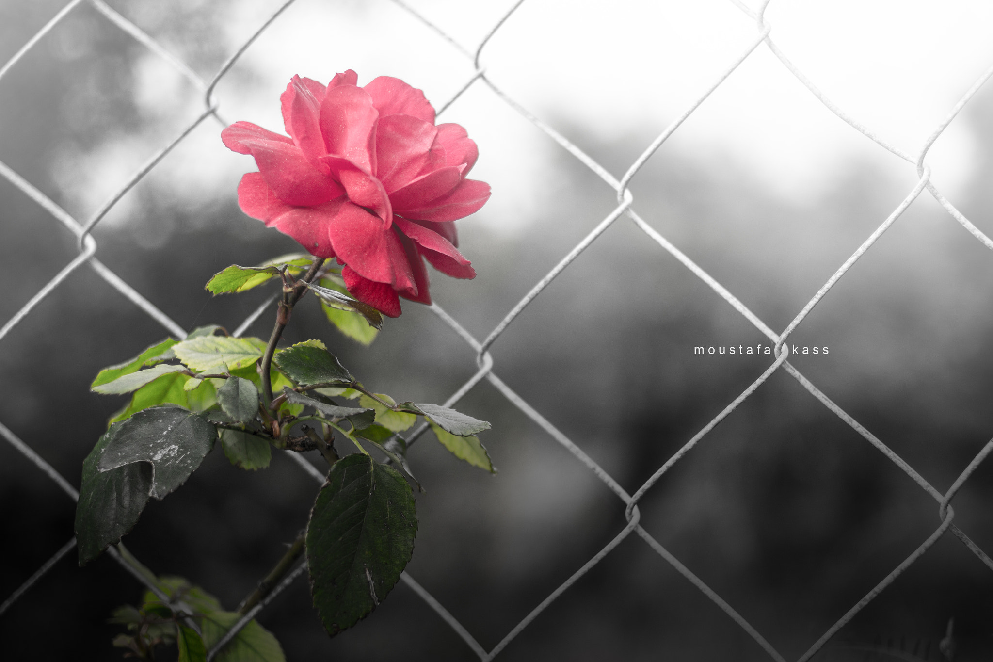 Canon EOS 700D (EOS Rebel T5i / EOS Kiss X7i) + Canon EF 35mm F2 sample photo. A rose photography