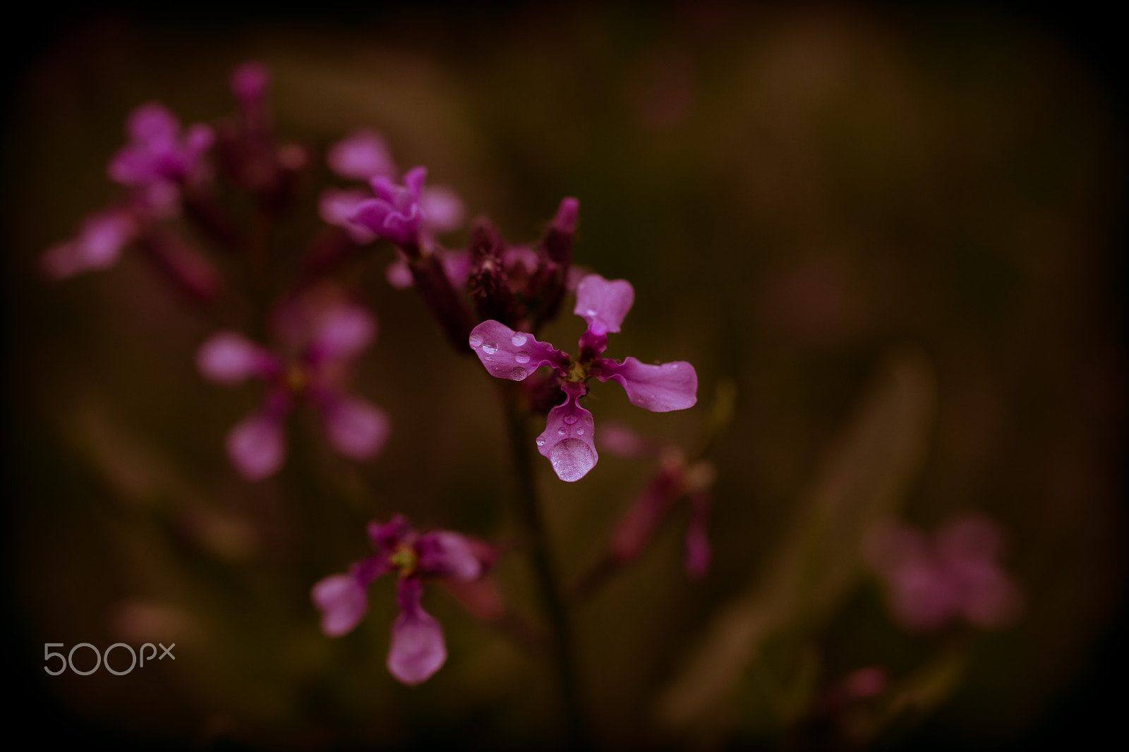 Pentax K-S2 + HD Pentax DA 35mm F2.8 Macro Limited sample photo. Wild flowers photography