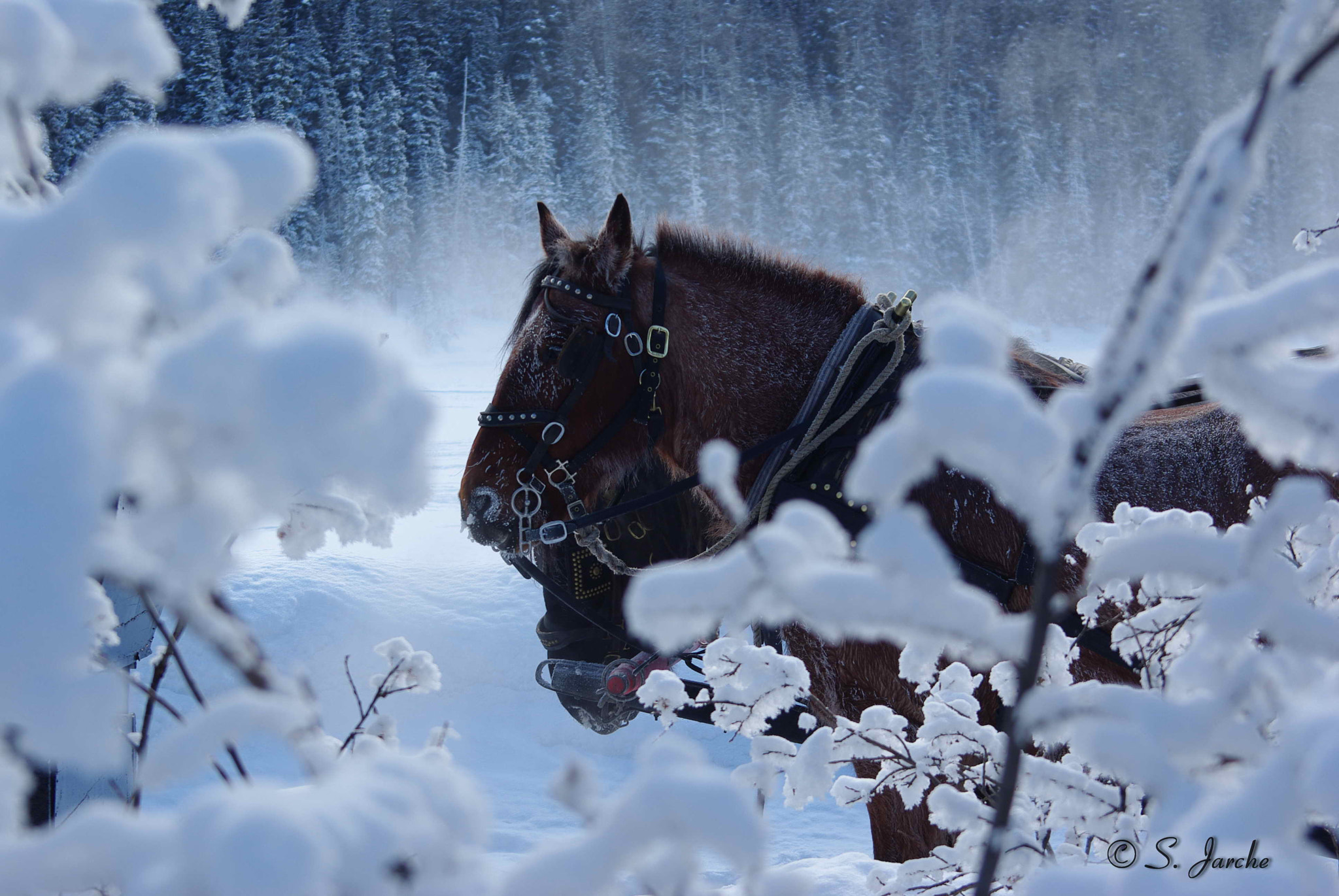 Pentax K200D sample photo. Winter horses photography